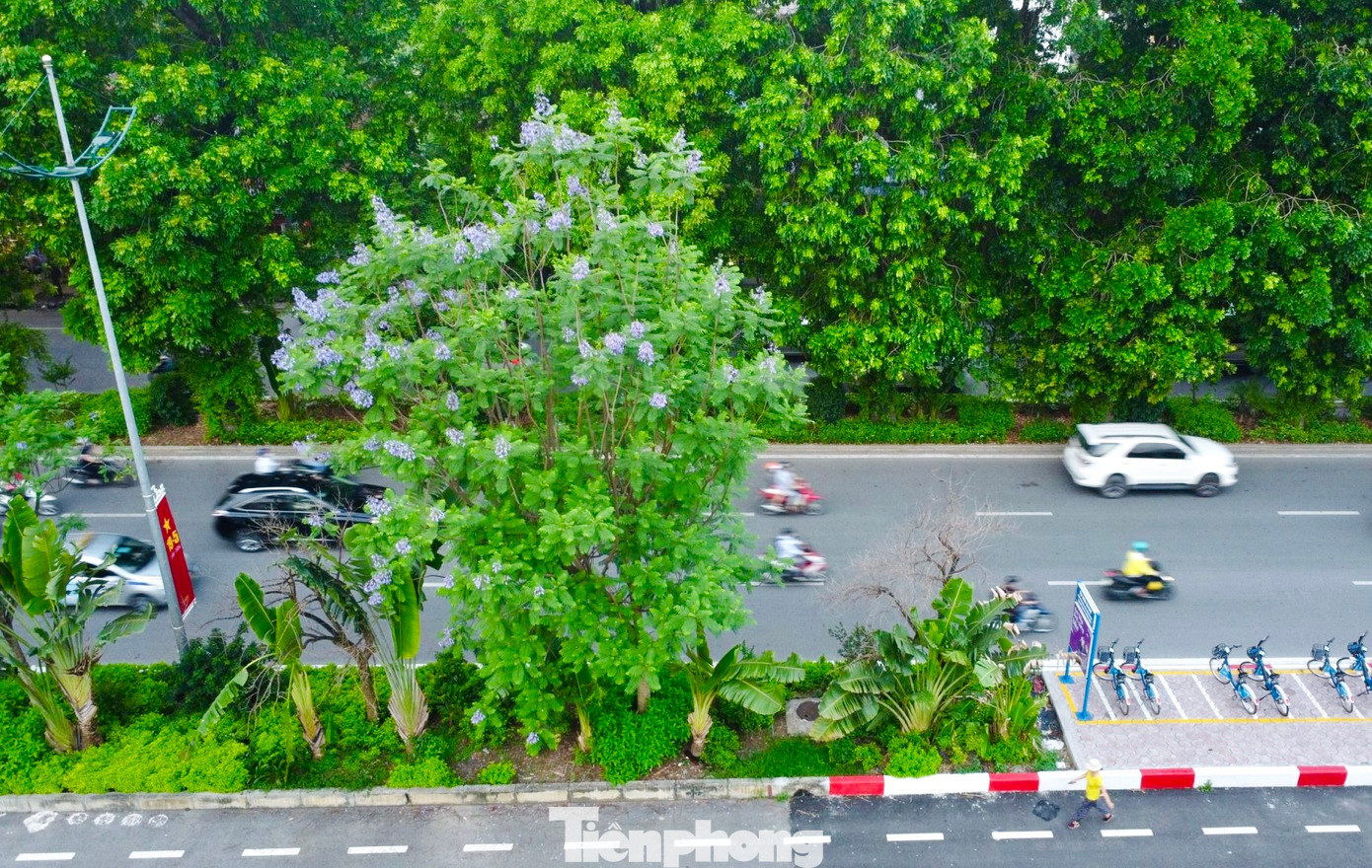 Dọc đường Láng, một số cây phượng tím cũng bắt đầu nở rộ. Con đường chạy dài từ Cầu Giấy đến Ngã Tư Sở (đường Láng) có tổng chiều dài 4km được phủ xanh với hơn 1.100 cây bóng mát trong đó đặc biệt có hoa phượng tím thuộc “hàng hiếm” ở đất Bắc.