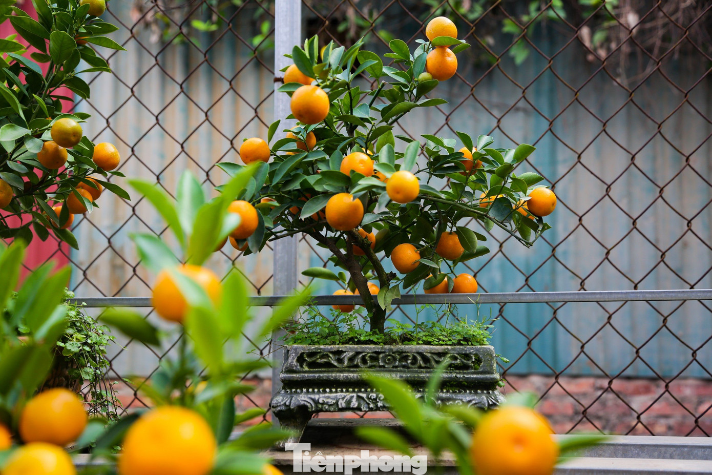 Quất bonsai có giá từ 1 đến 20 triệu đồng/cây, tùy vào kích cỡ, phong thủy, hình dáng, độ độc đáo... Quất bonsai có giá từ 1 đến 20 triệu đồng/cây, tùy vào kích cỡ, phong thủy, hình dáng, độ độc đáo...