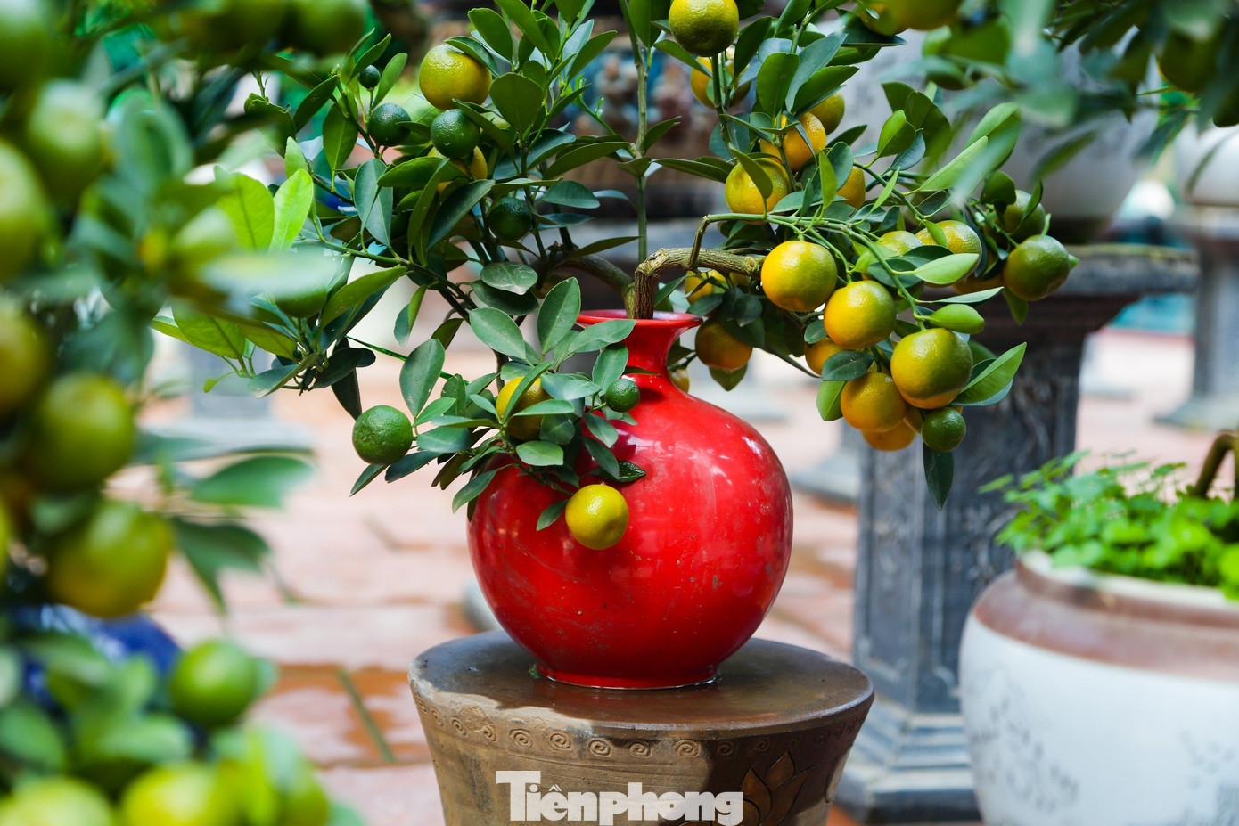 Cây quất bonsai được trồng vào chậu, lọ nhỏ có thể đặt ở bàn trà hoặc các vị trí trong căn hộ có diện tích nhỏ. Cây quất bonsai được trồng vào chậu, lọ nhỏ có thể đặt ở bàn trà hoặc các vị trí trong căn hộ có diện tích nhỏ.