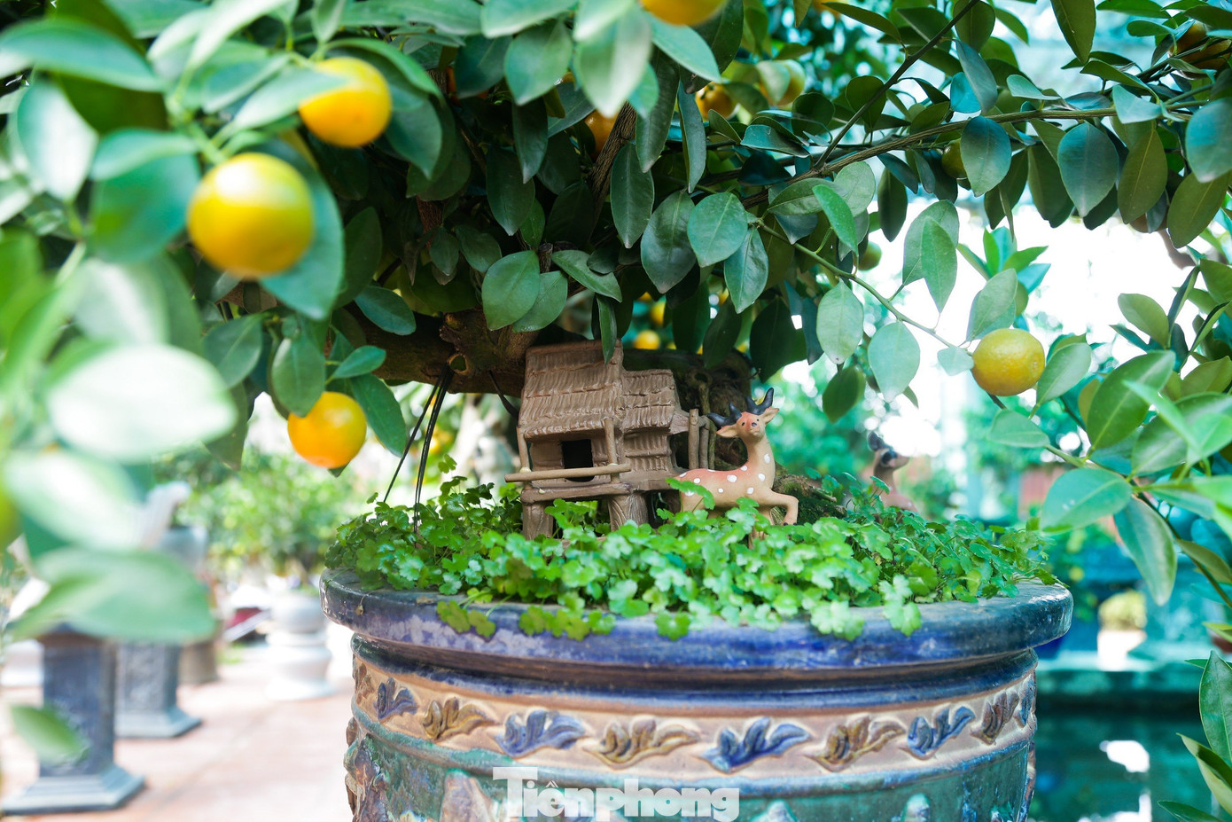 Cây quất bonsai được trồng vào chậu, lọ nhỏ có thể đặt ở bàn trà hoặc các vị trí trong căn hộ có diện tích nhỏ. Cây quất bonsai được trồng vào chậu, lọ nhỏ có thể đặt ở bàn trà hoặc các vị trí trong căn hộ có diện tích nhỏ.