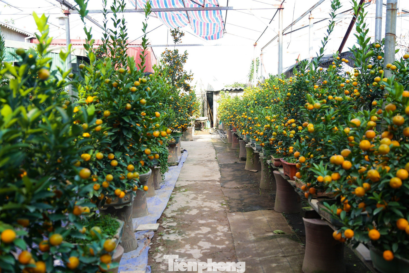 Năm nay, quất mini (hay còn gọi là quất bonsai) trồng trong các chậu và lọ có hoa văn cổ ở làng quất Tứ Liên (Tây Hồ, Hà Nội) được nhiều người mua chơi Tết. Năm nay, quất mini (hay còn gọi là quất bonsai) trồng trong các chậu và lọ có hoa văn cổ ở làng quất Tứ Liên (Tây Hồ, Hà Nội) được nhiều người mua chơi Tết.