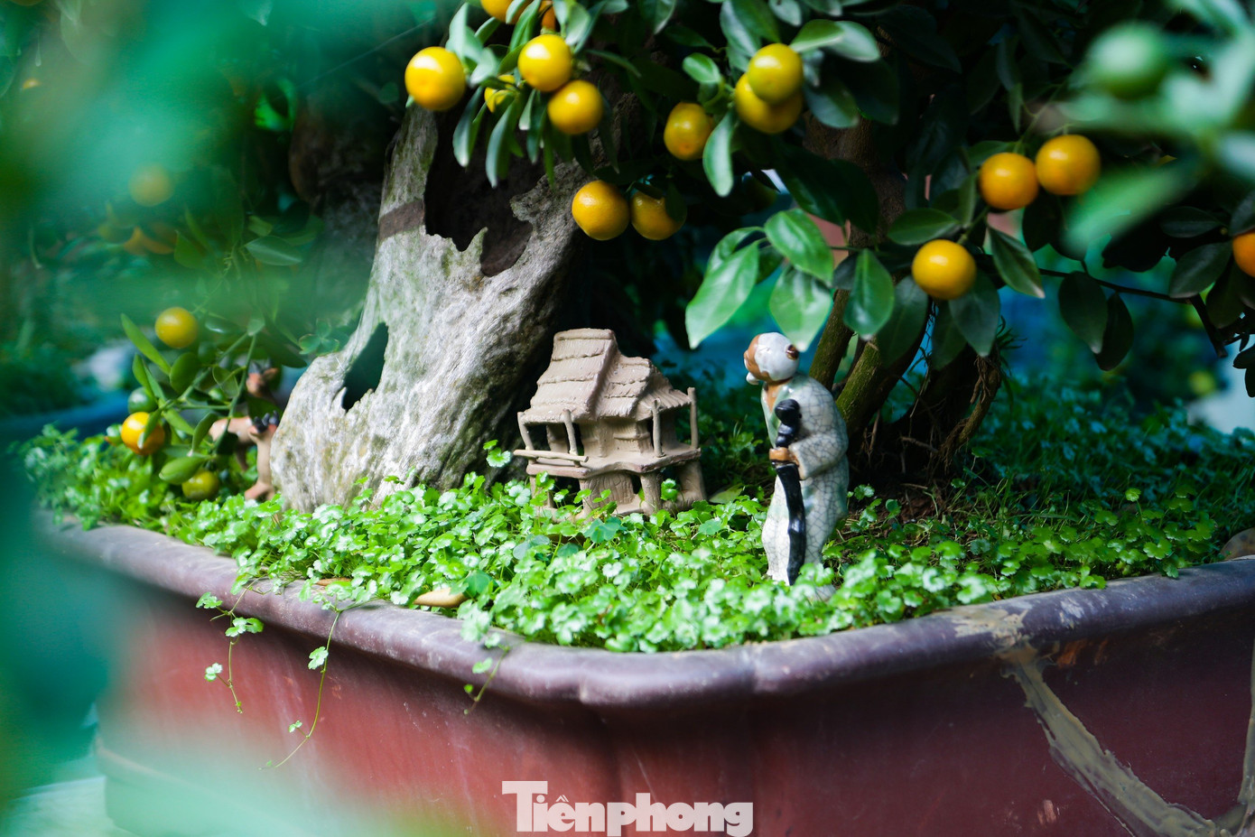 Cây quất bonsai được trồng vào chậu, lọ nhỏ có thể đặt ở bàn trà hoặc các vị trí trong căn hộ có diện tích nhỏ. Cây quất bonsai được trồng vào chậu, lọ nhỏ có thể đặt ở bàn trà hoặc các vị trí trong căn hộ có diện tích nhỏ.