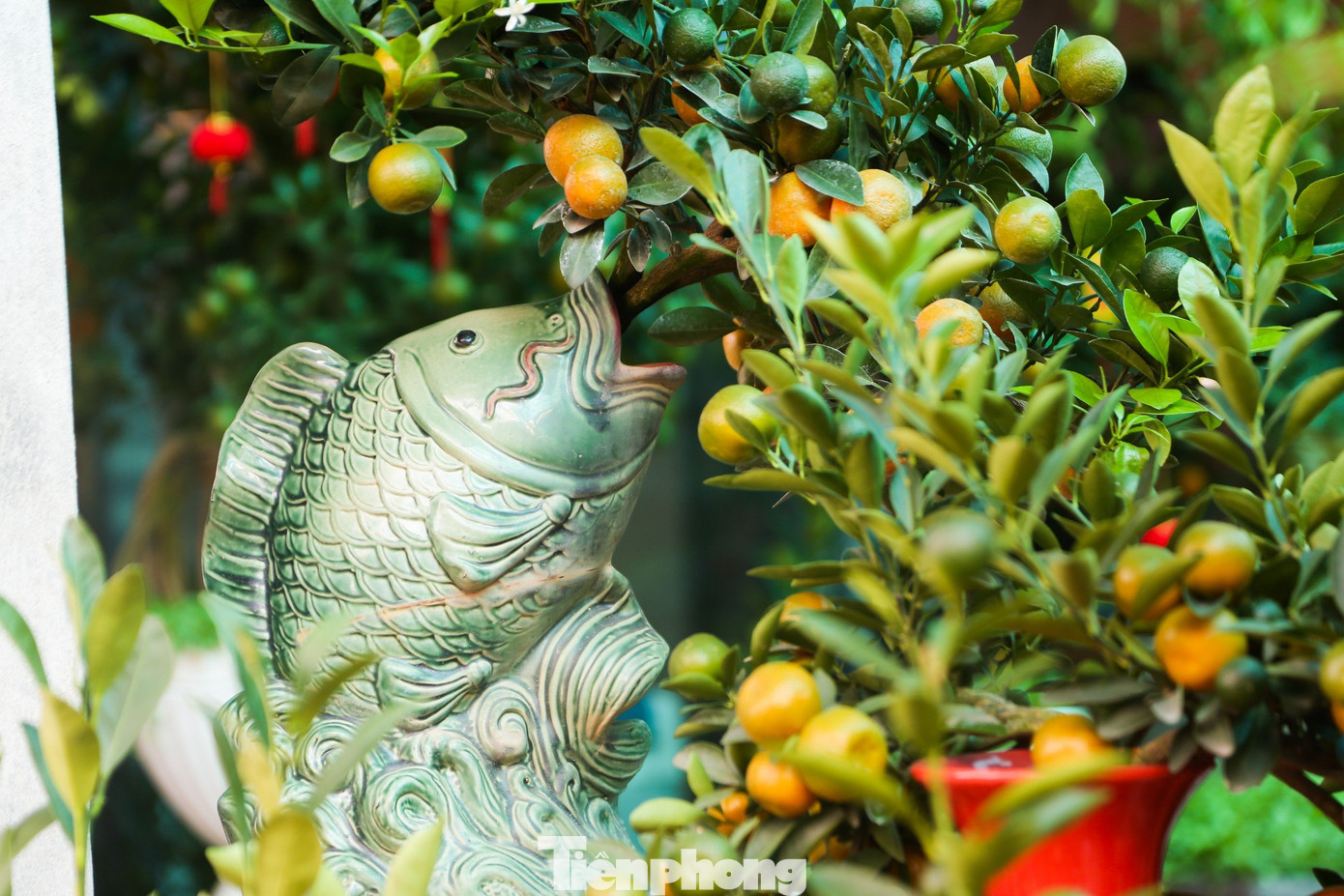 Những cây quất cao khoảng 40 đến 50cm được trồng trong bình gốm, kết cấu gọn và nhẹ. Những cây quất cao khoảng 40 đến 50cm được trồng trong bình gốm, kết cấu gọn và nhẹ.