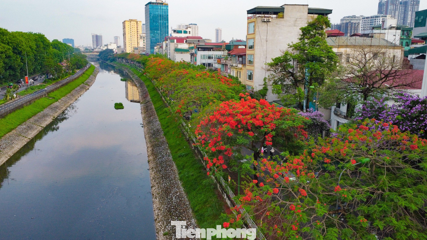 Phượng vĩ còn có tên là xoan tây hay điệp tây. Cánh hoa của phượng vĩ lớn, với 4 cánh hoa tỏa rộng màu đỏ cam, còn cánh hoa thứ năm mọc thẳng, lốm đốm màu trắng. Hoa phượng nở thành từng chùm, nở rộ từ tháng 5 đến giữa tháng 9 hàng năm.