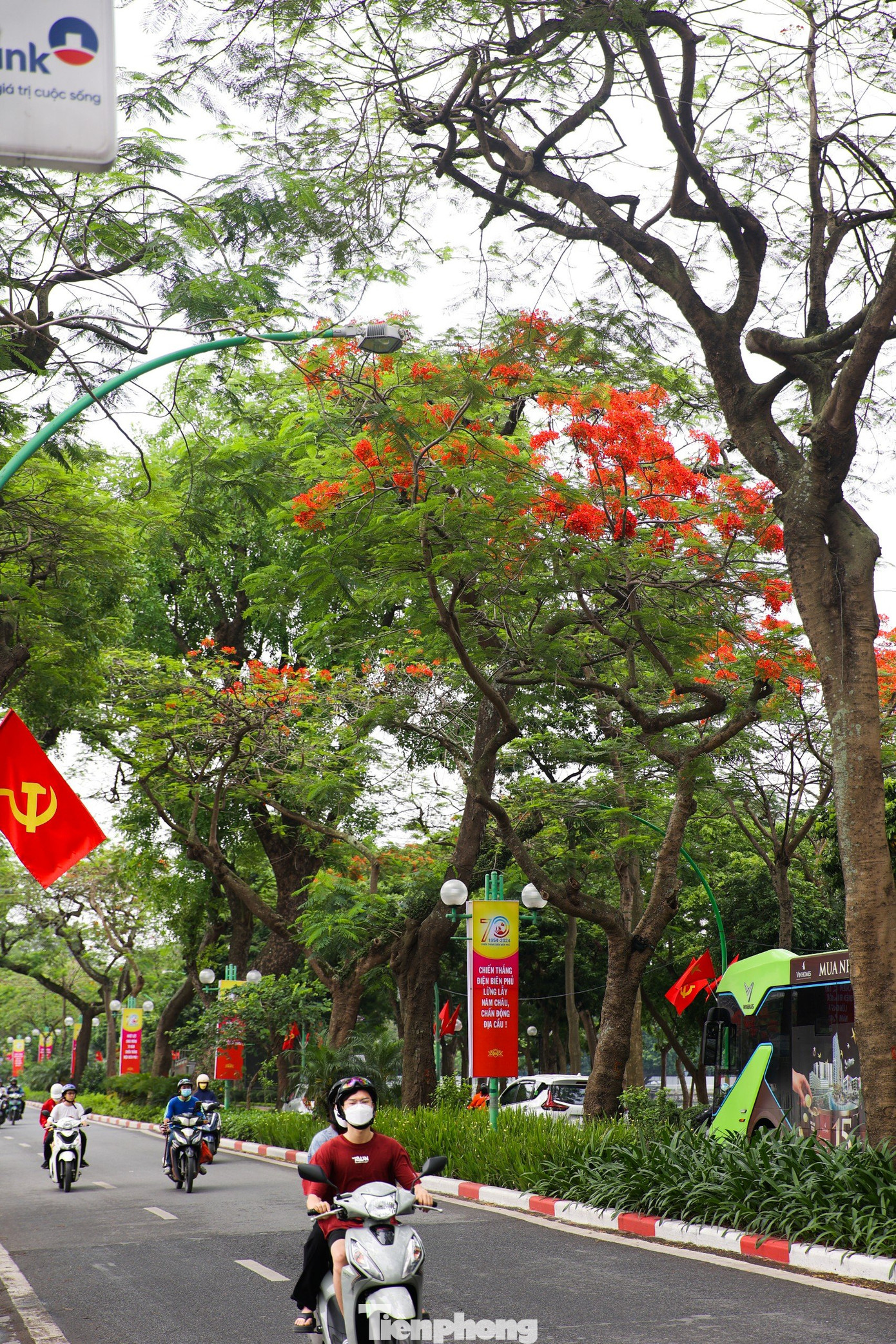 Cây phượng cao lớn, tán lá toả rộng làm bóng mát cho nhiều người "tránh nắng" giữa ngày hè oi bức.