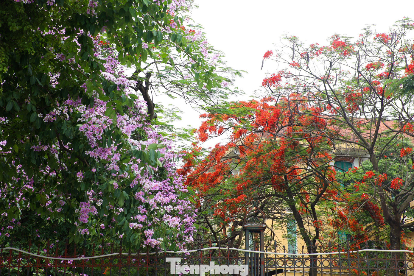 Hà Nội bắt đầu chuẩn bị bước vào những đợt nắng nóng gay gắt cũng là lúc hoa phượng đua nhau nở từng chùm rực rỡ, khoe sắc khắp phố phường Thủ đô.