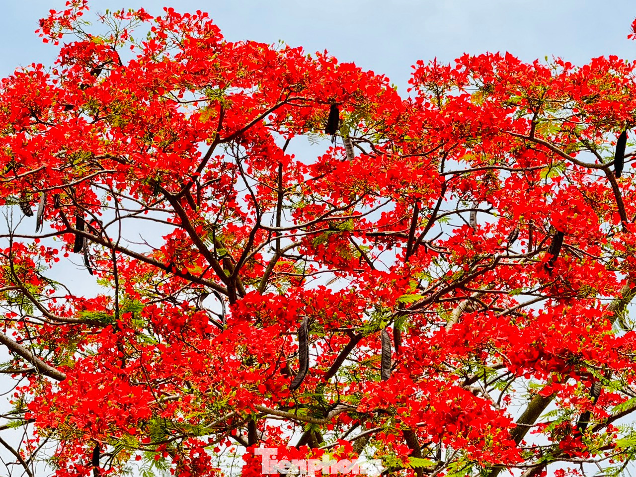 Sắc đỏ rực rỡ của hoa phượng gợi nhớ một thời ký ức của biết bao thế hệ tuổi học trò.