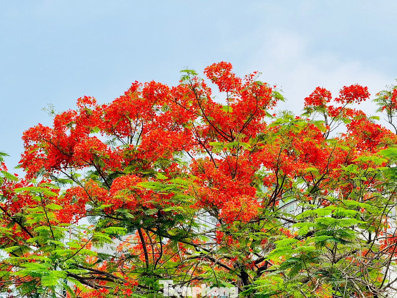 Hà Nội bắt đầu chuẩn bị bước vào những đợt nắng nóng gay gắt cũng là lúc hoa phượng đua nhau nở từng chùm rực rỡ, khoe sắc khắp phố phường Thủ đô.