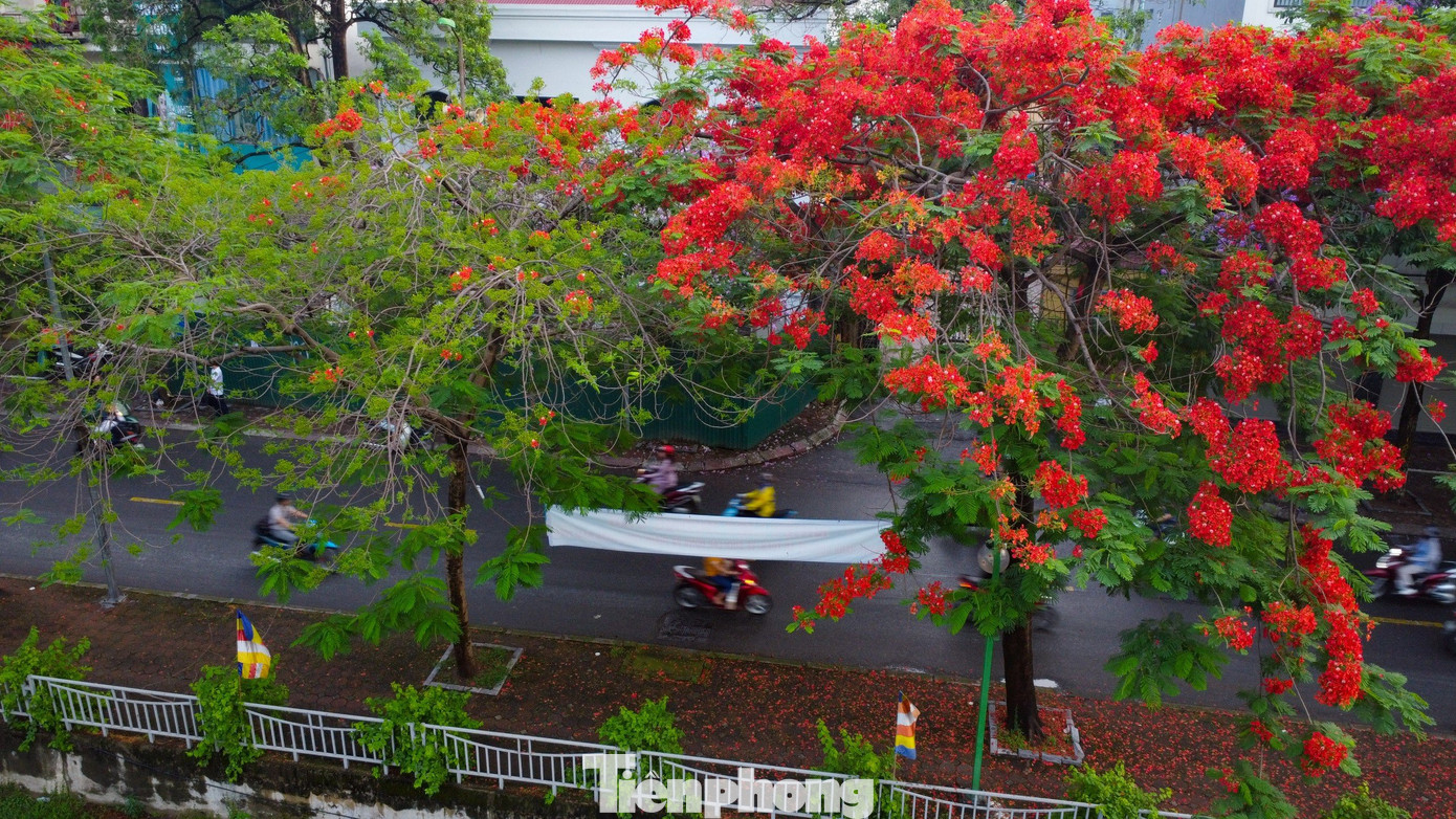 Phượng vĩ còn có tên là xoan tây hay điệp tây. Cánh hoa của phượng vĩ lớn, với 4 cánh hoa tỏa rộng màu đỏ cam, còn cánh hoa thứ năm mọc thẳng, lốm đốm màu trắng. Hoa phượng nở thành từng chùm, nở rộ từ tháng 5 đến giữa tháng 9 hàng năm.
