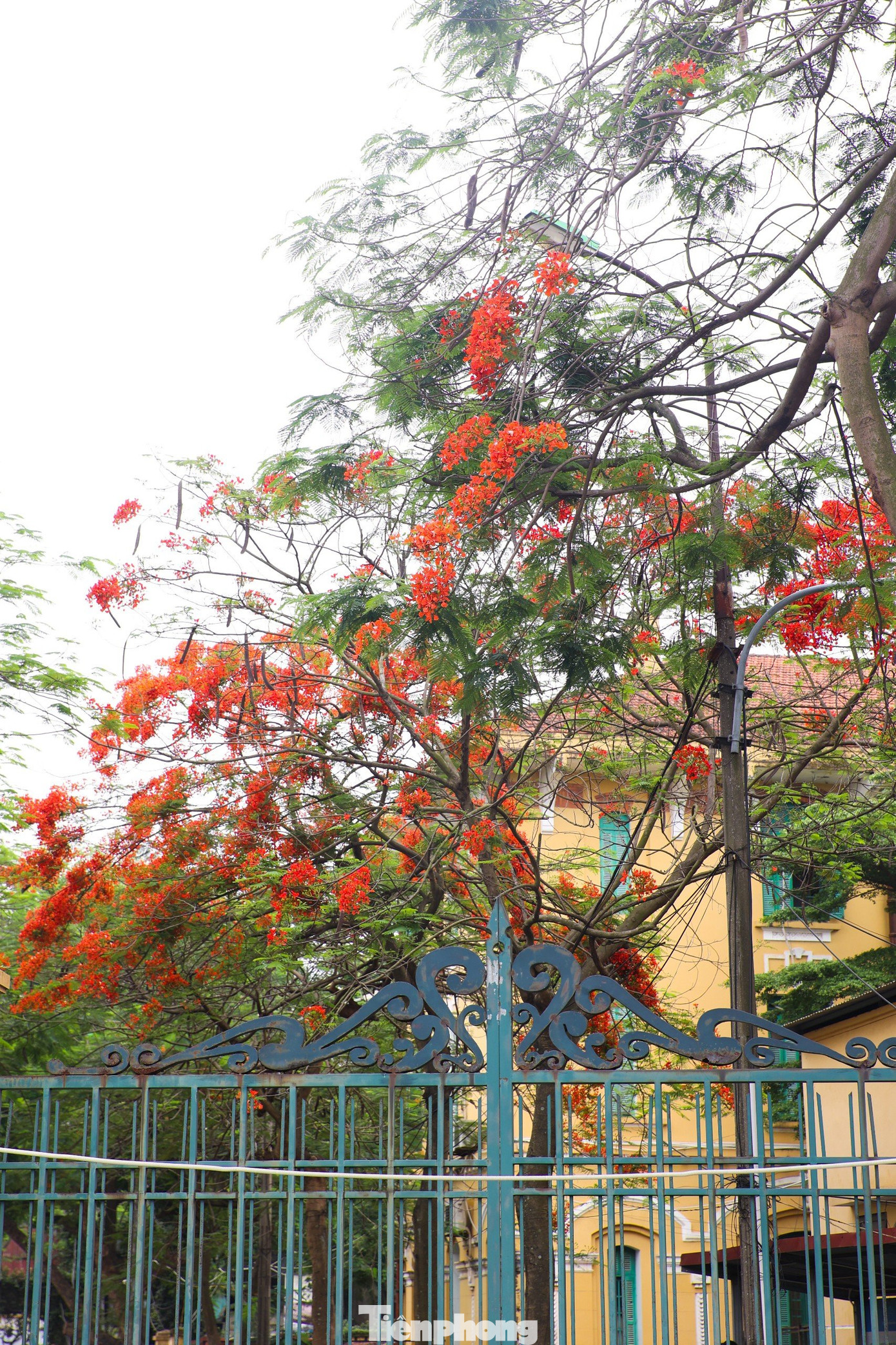 Cây phượng cao lớn, tán lá toả rộng làm bóng mát cho nhiều người "tránh nắng" giữa ngày hè oi bức.