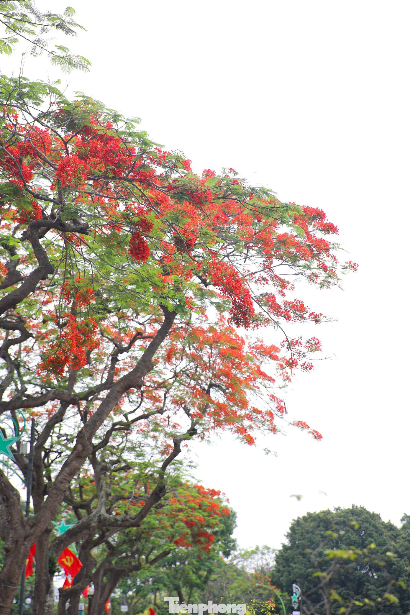 Cây phượng cao lớn, tán lá toả rộng làm bóng mát cho nhiều người "tránh nắng" giữa ngày hè oi bức.
