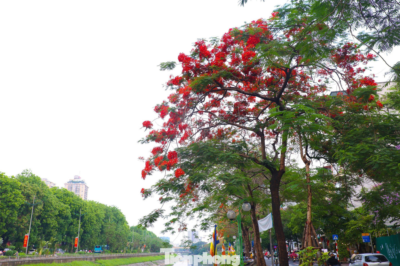 Phượng vĩ còn có tên là xoan tây hay điệp tây. Cánh hoa của phượng vĩ lớn, với 4 cánh hoa tỏa rộng màu đỏ cam, còn cánh hoa thứ năm mọc thẳng, lốm đốm màu trắng. Hoa phượng nở thành từng chùm, nở rộ từ tháng 5 đến giữa tháng 9 hàng năm.