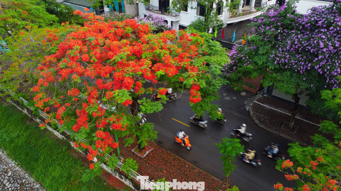 Khi tiếng ve bắt đầu râm ran ngân nga báo hiệu hè về cũng là lúc phượng vĩ đến mùa nở hoa rực rỡ. Dọc tuyến đường ven sông Tô Lịch bắt đầu từ phố Giáp Nhất, Nguyễn Ngọc Vũ, Nguyễn Khang... kéo dài gần chục km bắt đầu được nhuộm đỏ rực bởi sắc hoa phượng vĩ.