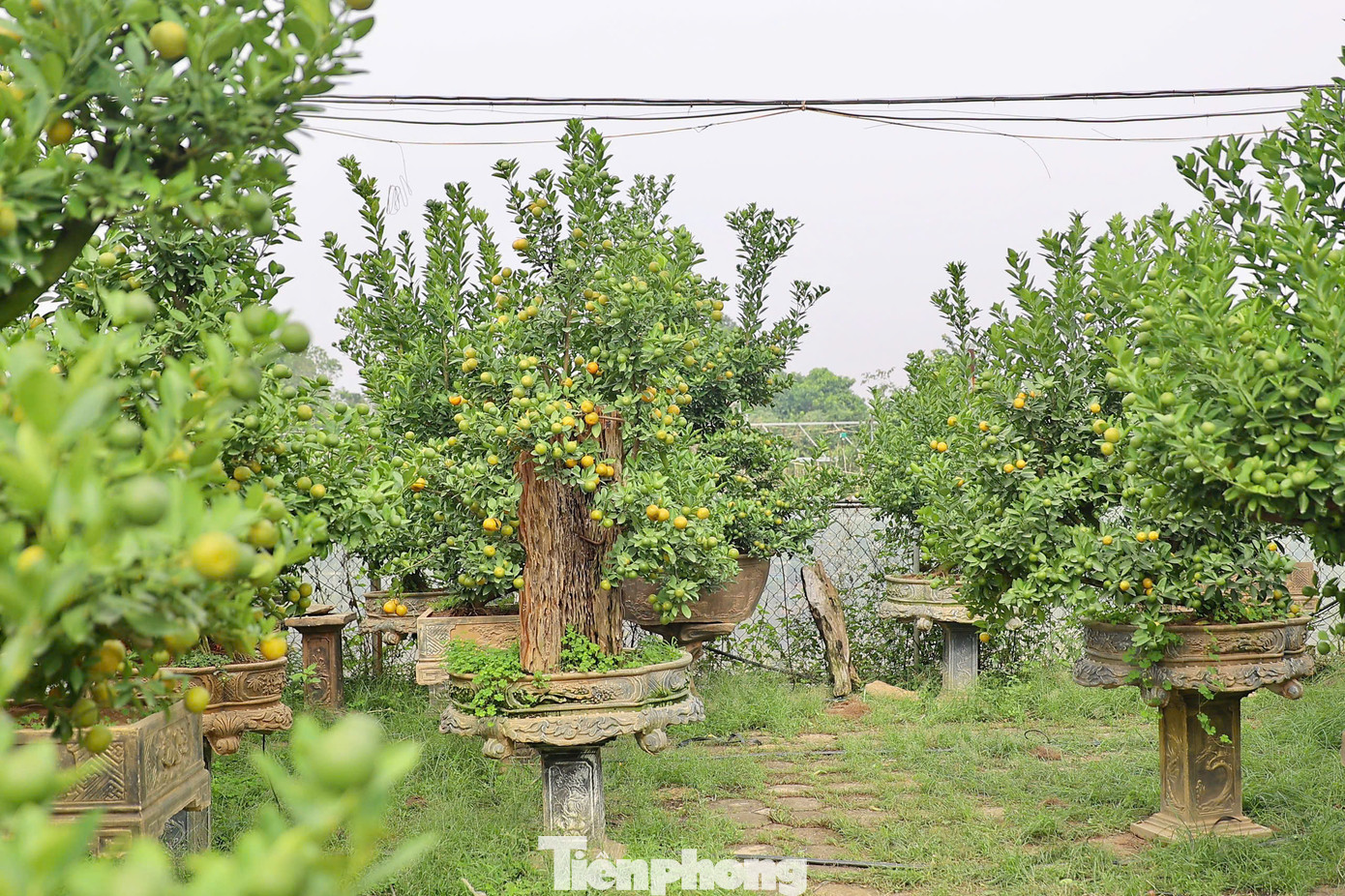 Ngoài các loại thế, dáng quất cảnh bonsai, gốc lâu năm có giá trị kinh tế cao đang được nhiều khách hàng yêu thích và lựa chọn.