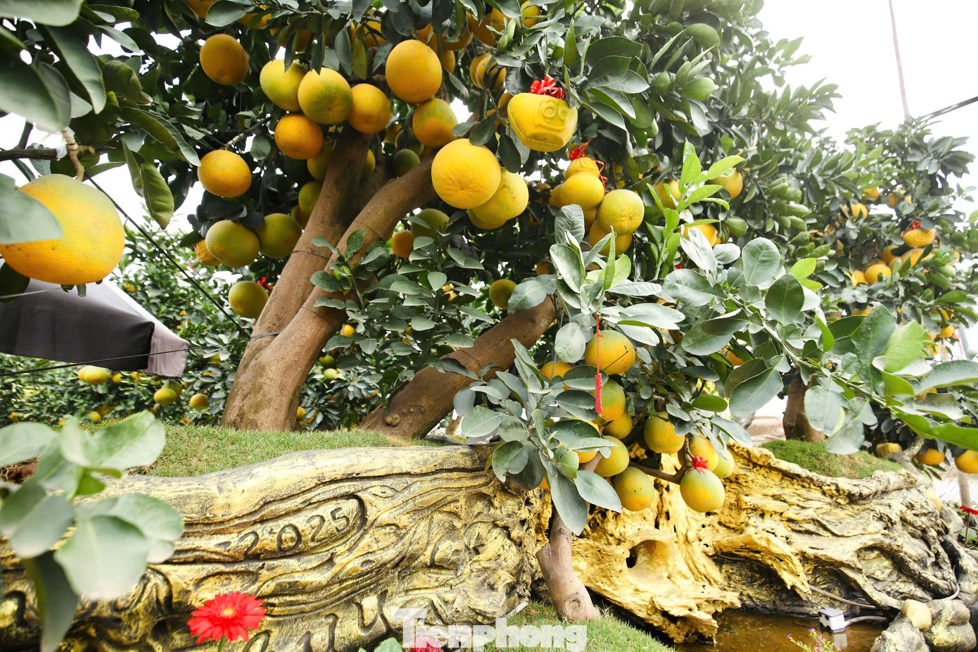 Những thuyền bưởi được các nhà vườn làm thủ công, sau đó tiến hành trồng cây và chăm sóc để cây khỏe, ra trái chín đúng dịp Tết. Các nhà vườn cho biết, mỗi cây có khoảng 300 quả, trong đó quả tự nhiên chiếm 70% còn lại là quả ghép.