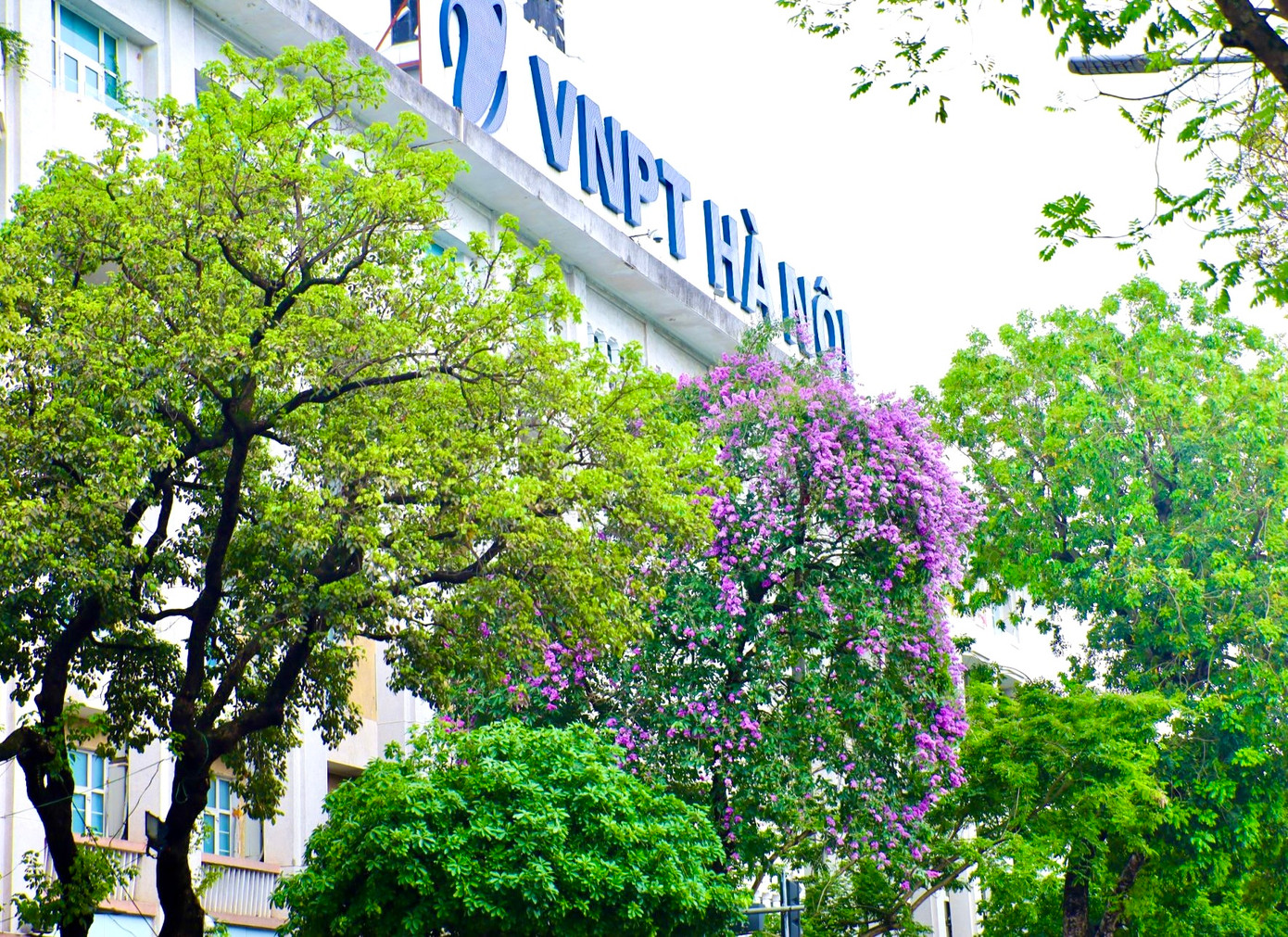 Những địa danh quen thuộc của Hà Nội như Hồ Gươm, chùa Trấn Quốc, bưu điện Hà Nội đều được tô điểm sắc tím của hoa bằng lăng.