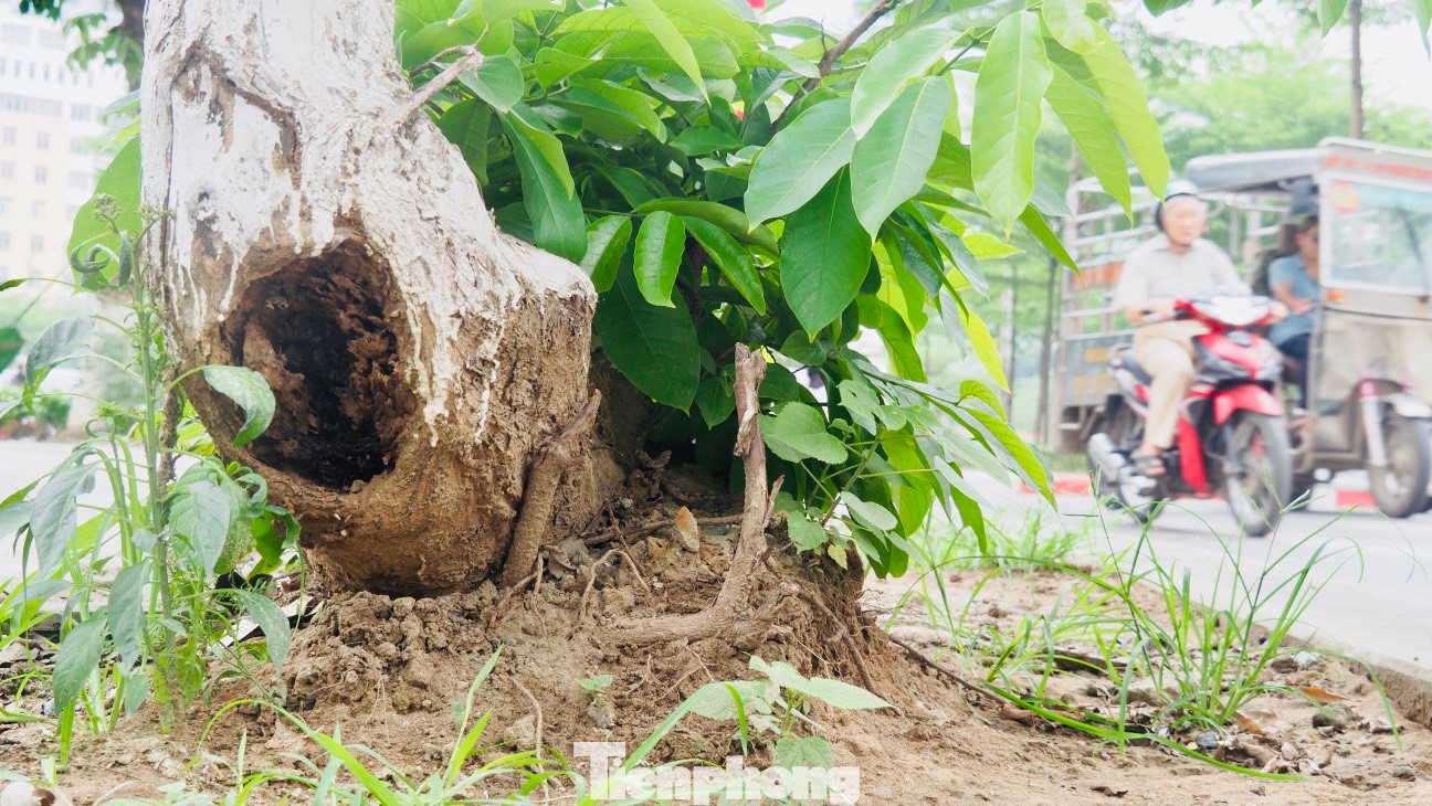 Điều nguy hiểm là những hàng cây xanh này không có giá đỡ, nhiều cây đang có độ nghiêng lớn ra mặt đường.