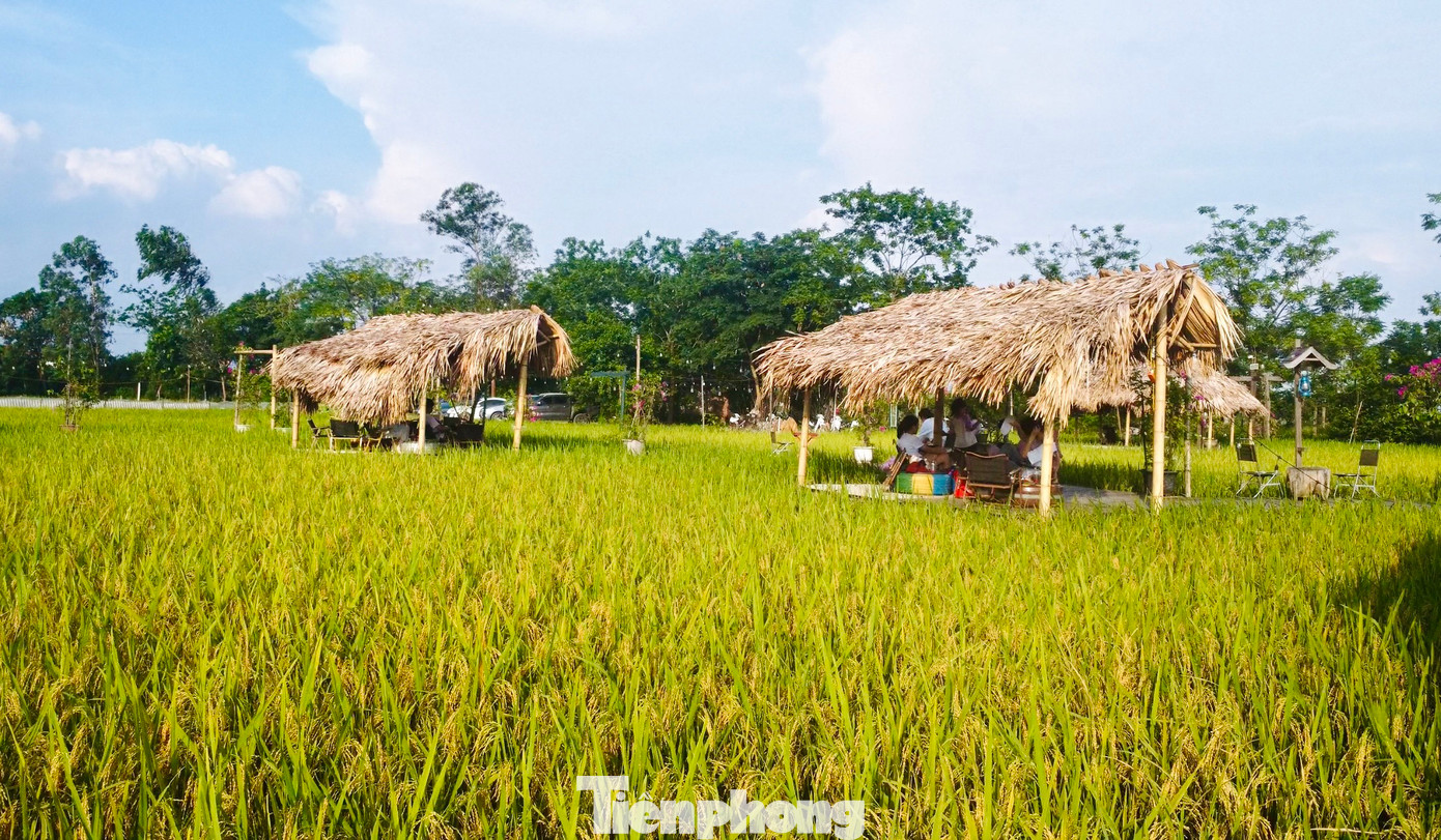 Với nhiều bạn trẻ, từ lâu quán cà phê ngon không phụ thuộc hoàn toàn vào vị giác mà còn phụ thuộc bởi không gian chill của quán. Quán không có điều hòa, chỉ với vài chiếc chòi lợp lá cọ giữa cánh đồng thơm phức mùa lúa chín ở ngoại ô Hà Nội.