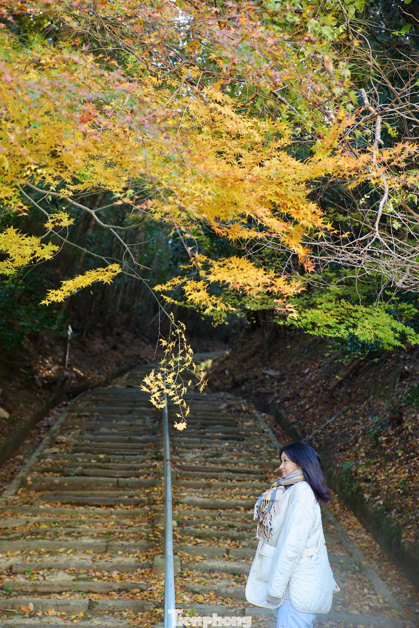 Thời điểm đẹp nhất để ghé thăm mùa thu với lá vàng, lá đỏ rợp trời ở Nhật Bản thường rơi vào cuối tháng 9 đến đầu tháng 12.