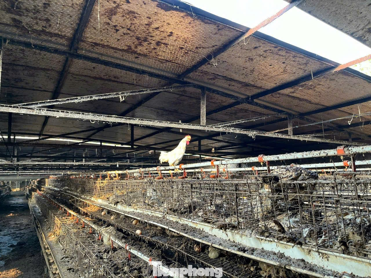 Theo lời kể của ông Đoàn, sáng 10/9, sau khi thấy nước sông Hồng dâng cao ông đã huy động người và phương tiện đến cứu hộ nhưng đường vào trang trại nước ngập sâu không thể tiếp cận được.