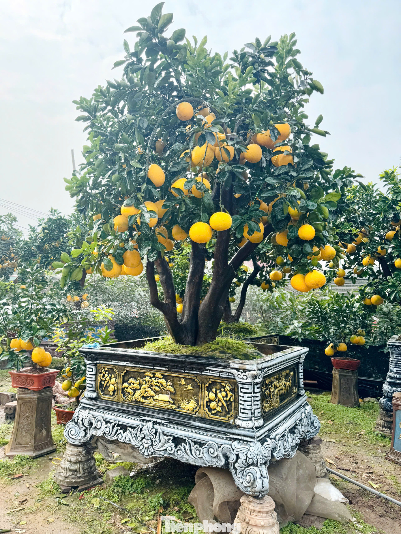 Các cây bưởi này đều có tuổi thọ trên 20 năm, khi trồng lên chậu vẫn sinh trưởng tốt và ra quả hàng năm.