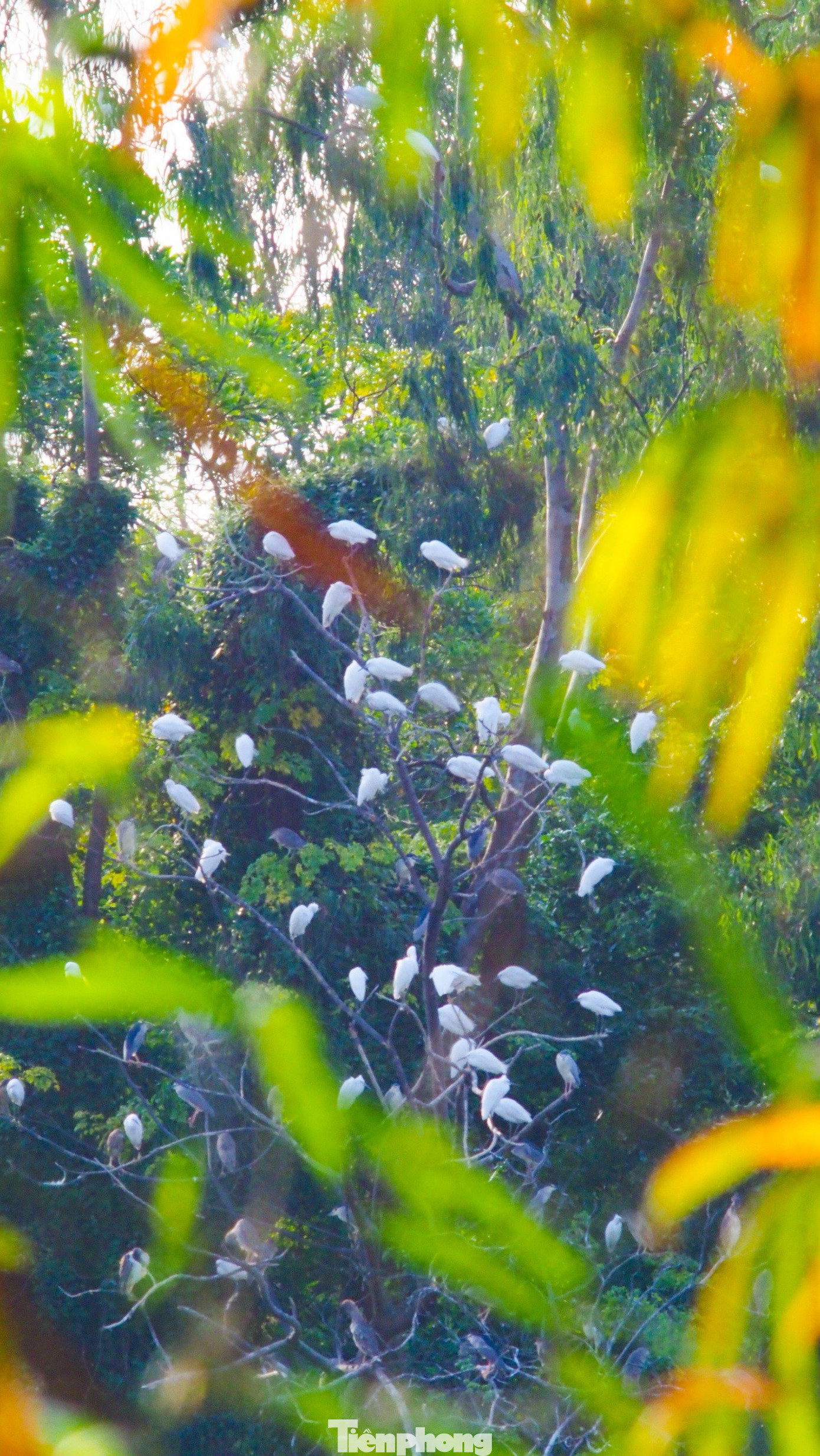 Đáng chú ý trong số này có cò nhạn, một loài chim quý hiếm và được xếp ở mức sắp nguy cấp (VU) trong Sách đỏ Việt Nam năm 2007. Đây cũng là loài chim định cư chủ yếu ở phía nam, di cư không sinh sản ở phía bắc. Đáng chú ý trong số này có cò nhạn, một loài chim quý hiếm và được xếp ở mức sắp nguy cấp (VU) trong Sách đỏ Việt Nam năm 2007. Đây cũng là loài chim định cư chủ yếu ở phía nam, di cư không sinh sản ở phía bắc.