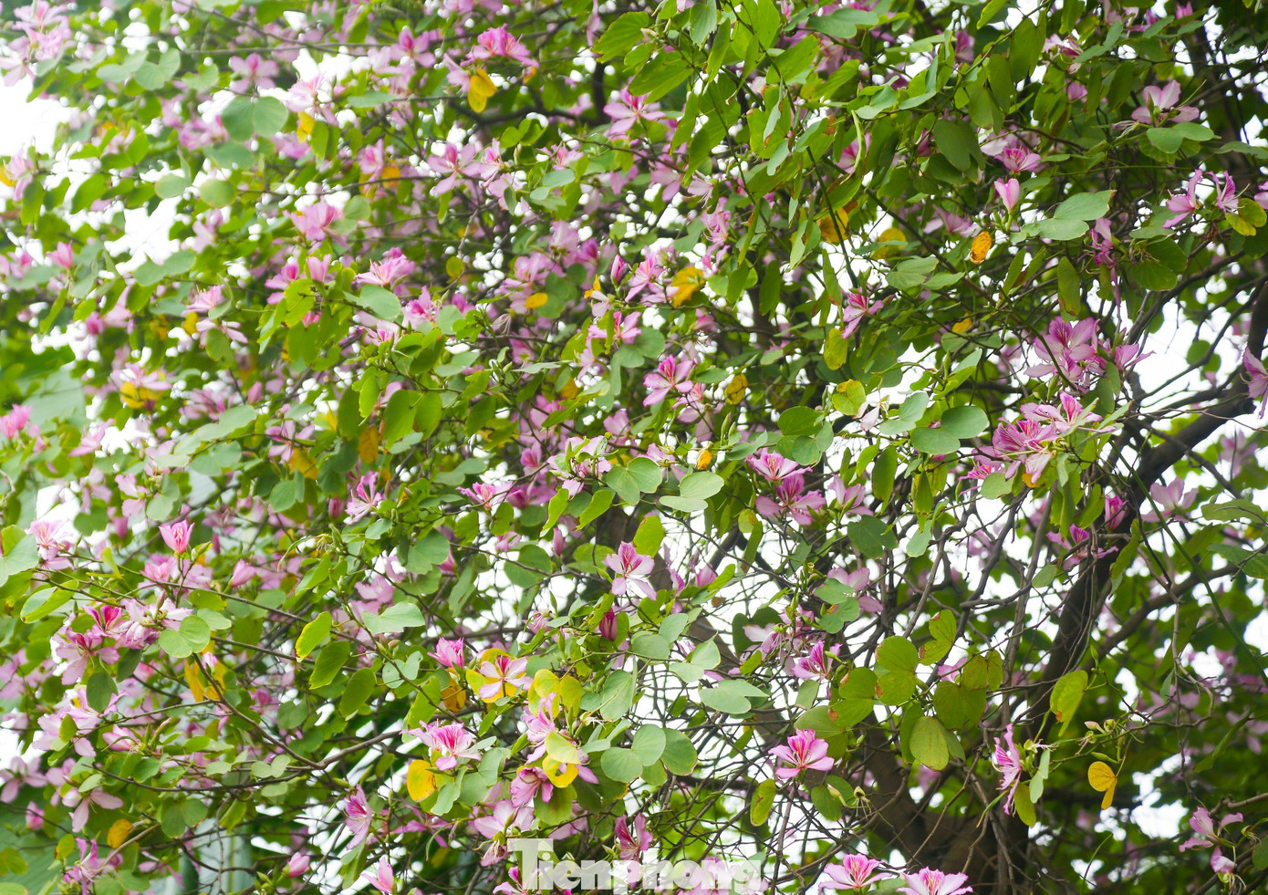 Tại đường Bắc Sơn và đoạn đường Hoàng Diệu đối diện khu vực Đài tưởng niệm Bắc Sơn, hoặc tại tuyến đường Thanh Niên... hoa ban được trồng khá nhiều.