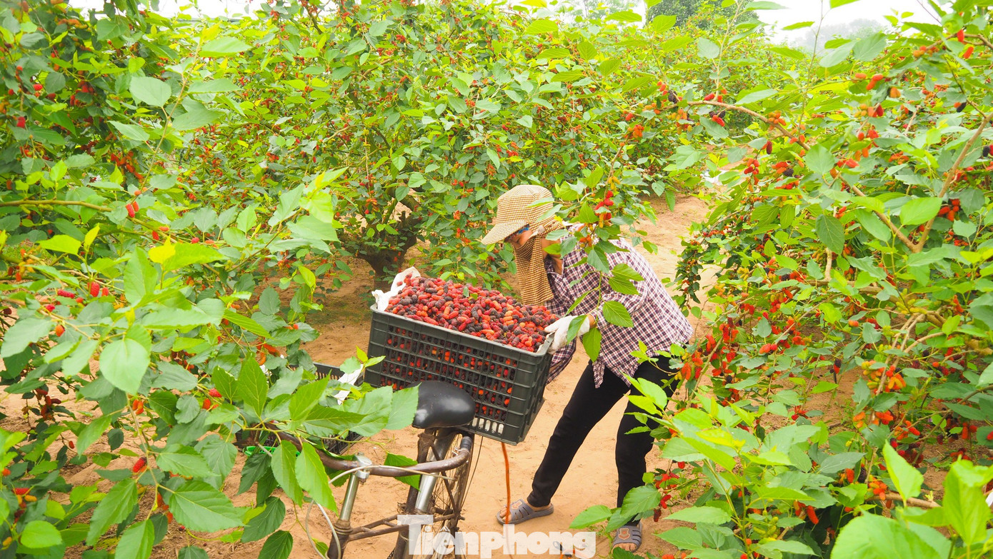 Dâu tằm chín rộ cần thu hoạch nhanh, nếu không sẽ chín quá và rụng. Các chủ vườn phải tăng cường nhân công, tranh thủ từng ngày để hái thu hoạch dâu.