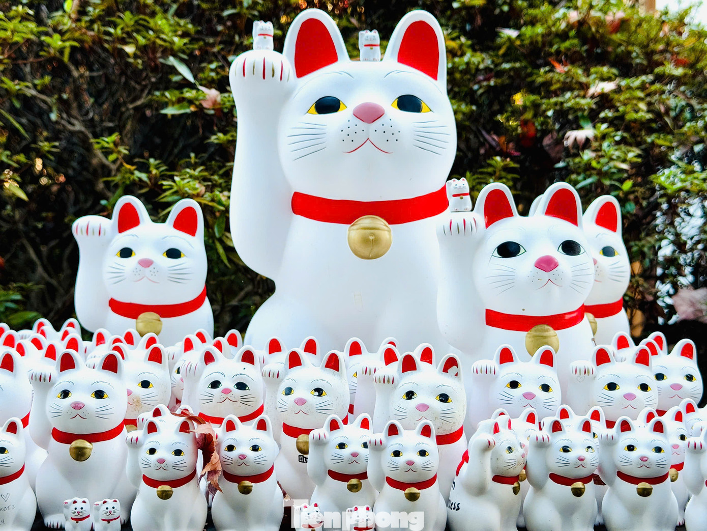 Hàng nghìn con mèo thần tài với đủ màu sắc, kích cỡ và hình dạng khác nhau đã tạo nên một thế giới riêng của những chú mèo đáng yêu và dễ thương. Khi tới đền Gotokuji Tokyo, du khách sẽ được thoải mái chụp ảnh sống ảo cùng những chú mèo thần tài nơi đây.