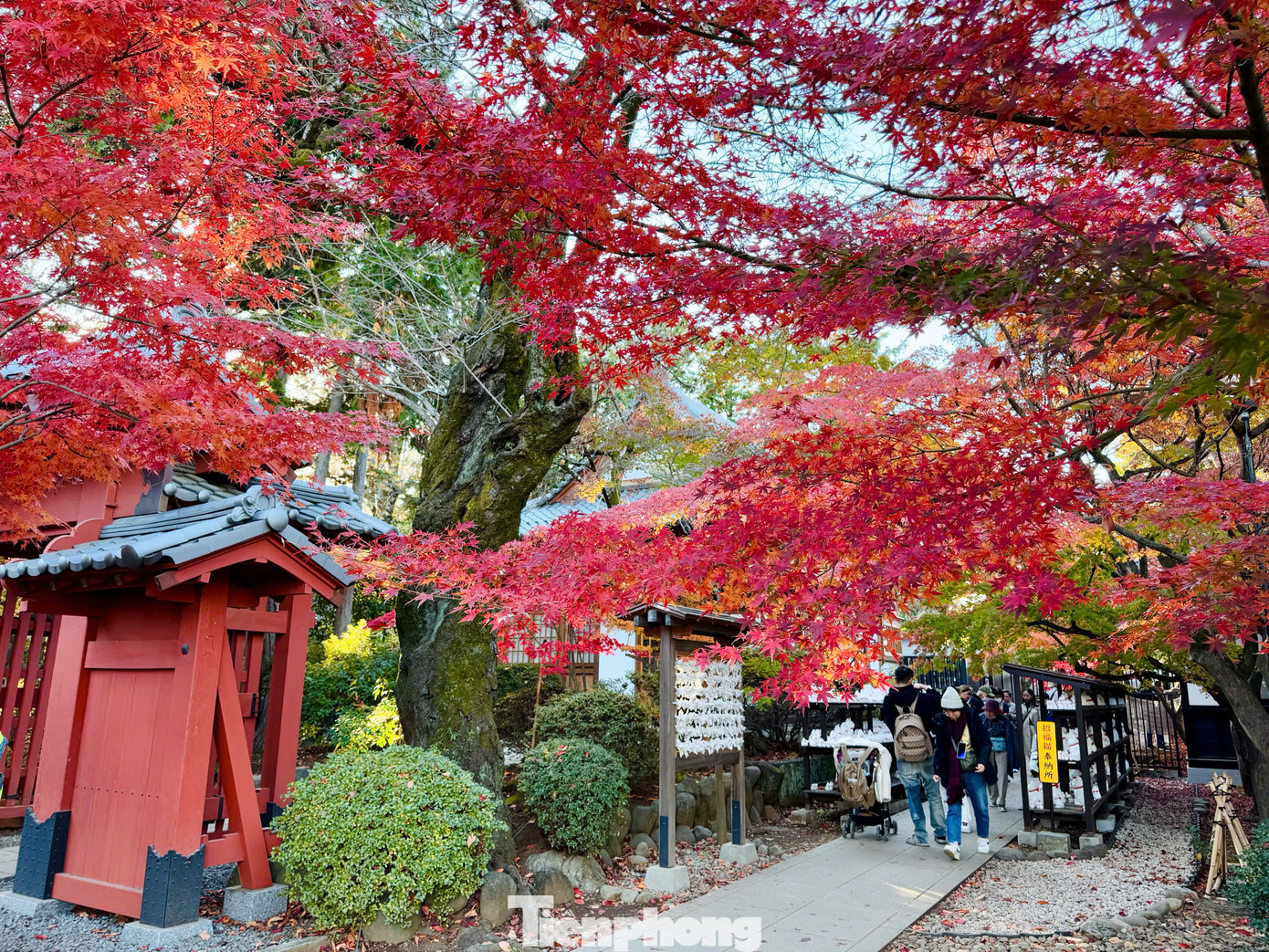 Đền Gotokuji nằm ở phường Setagaya, Tokyo, Nhật Bản là một ngôi đền Phật giáo được cho là nơi sinh của Mameki-neko, tượng mèo may mắn. Đền Gotokuji là điểm đến mang tới cho du khách rất nhiều điều ấn tượng và đặc biệt. Nơi đây ngoài sở hữu cảnh sắc thanh bình, yên ả thì ngôi đền này còn là nơi đặt hàng nghìn các bức tượng mèo may mắn.