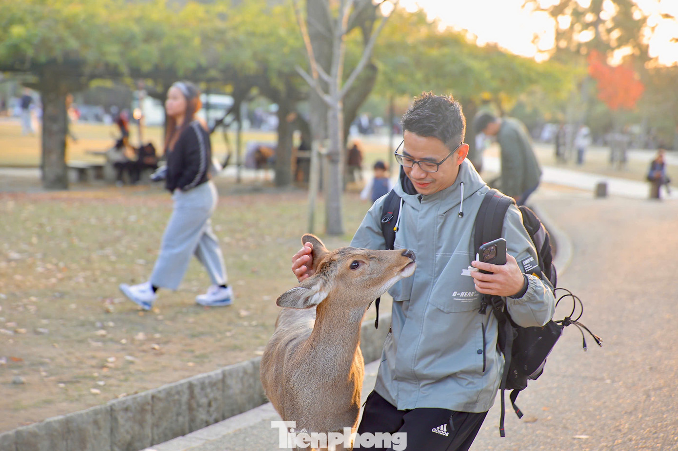 Du khách tới đây thường cho hươu ăn bánh shika senbei như một trải nghiệm thú vị. Chỉ cần cho 1 chú hươu ăn bạn sẽ được hàng chục chú hươu khác vây quanh mình để "đòi quà".