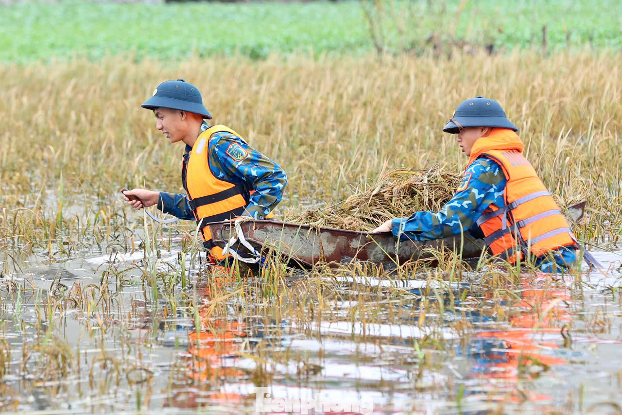 "Nước ngập trắng đồng khiến nhà tôi phải gặt lúa non để vớt vát được chút nào được chút đó, được các đồng chí bộ đội hỗ trợ gặt lúa, chúng tôi cố gắng trong hôm nay sẽ xong, nếu để thêm sẽ mất trắng", ông Tâm Thiều chia sẻ.