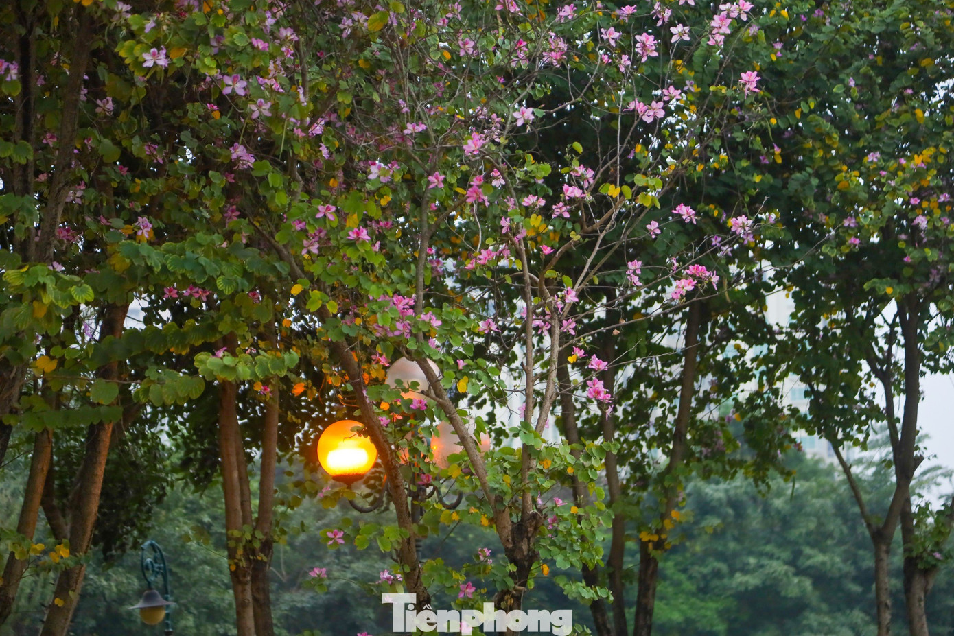 Những cánh hoa ban hòa trộn giữa màu trắng và tím nhạt bung nở rực rỡ thu hút đông đảo du khách đến để lưu lại những khoảnh khắc tuyệt vời.