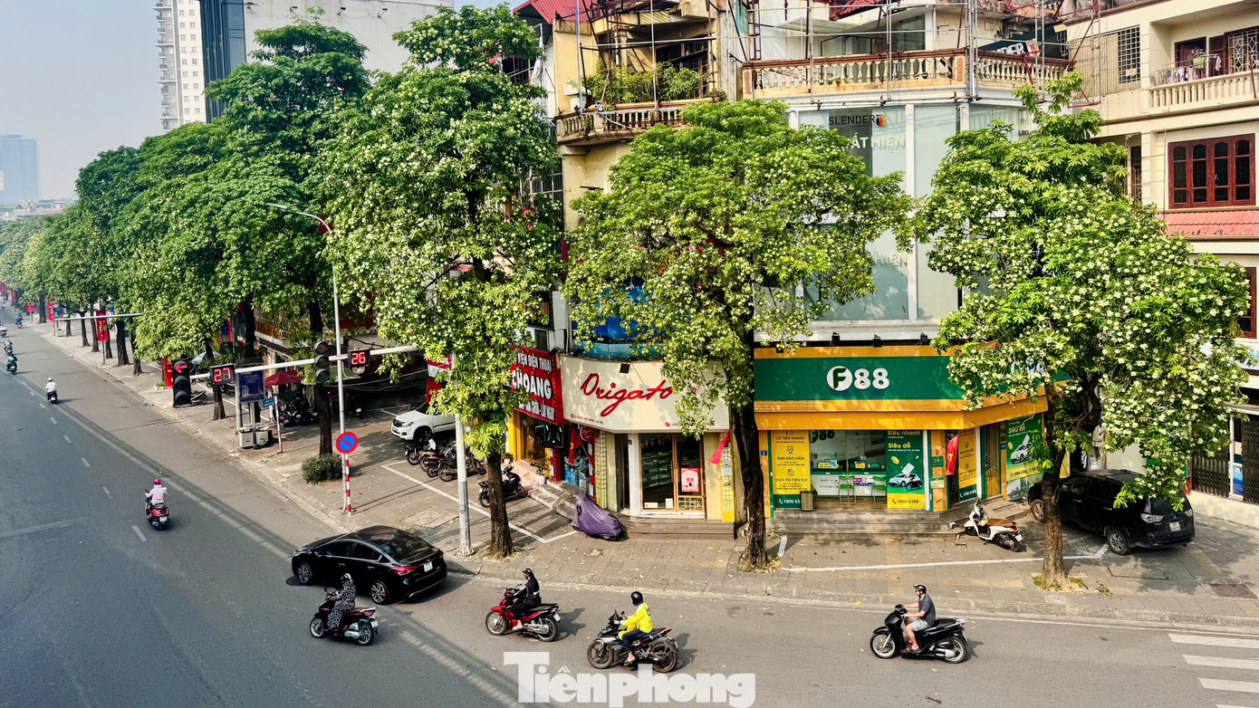 Hoa sữa Hà Nội là loài cây tương đối dễ trồng, dễ chăm sóc. Cây có tán lá dày và rộng, thường được trồng ở các tuyến phố, khu dân cư để lấy bóng mát. Có tới hơn 40 loài hoa sữa, đặc điểm chung là cây cao, vỏ cây dày, chảy nhựa như sữa nên gọi là hoa sữa.