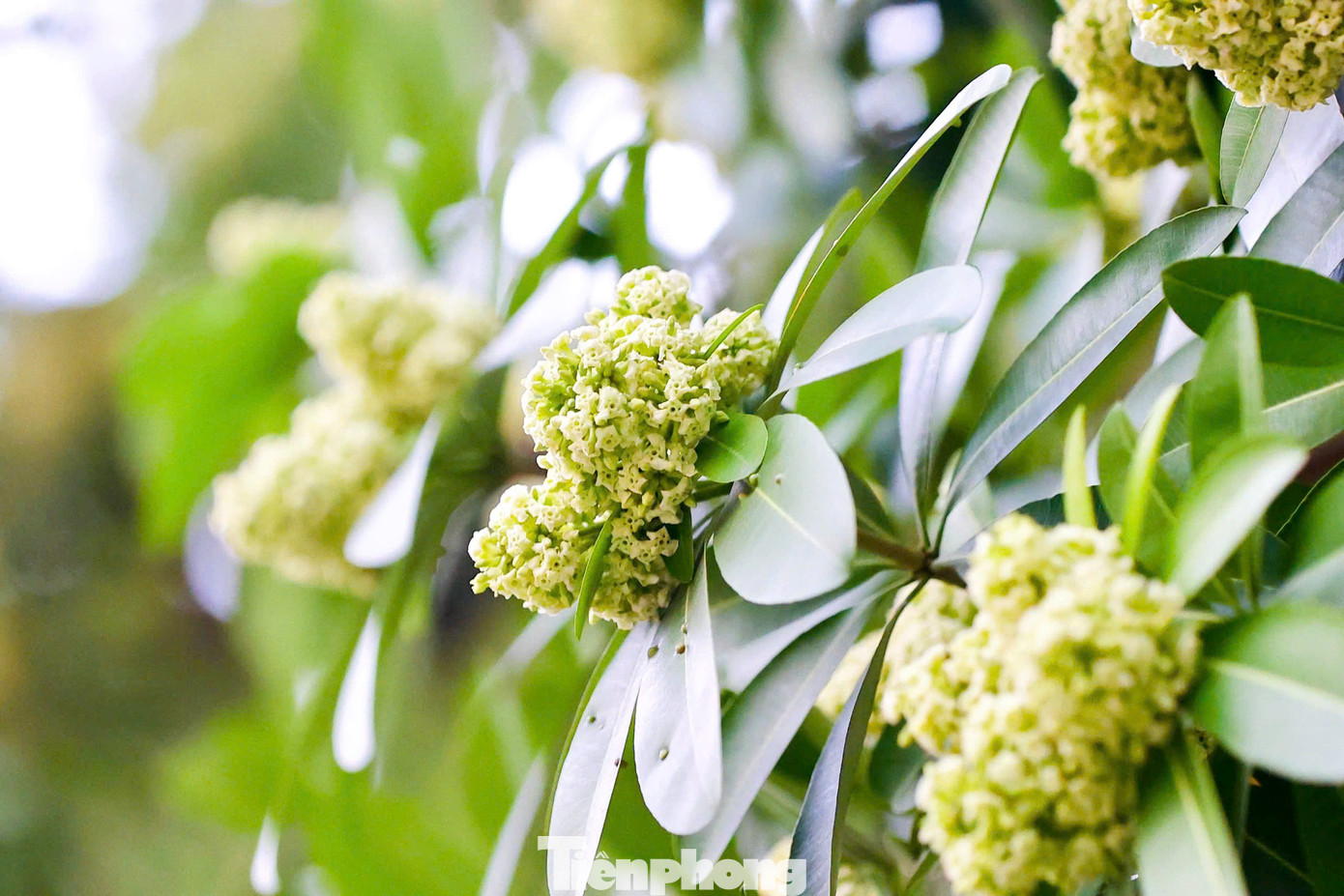 Tại Hà Nội rất nhiều tuyến phố được trồng loài hoa đặc trưng của sắc thu này, từ con phố Nguyễn Du đã đi vào thi ca tới rất nhiều tuyến đường khác. Trên phố Nguyễn Chí Thanh, dọc hai bên đường từ cầu vượt giao với đường Láng kéo dài đến ngã tư giao với phố Trần Duy Hưng, hoa sữa trồng khá nhiều.