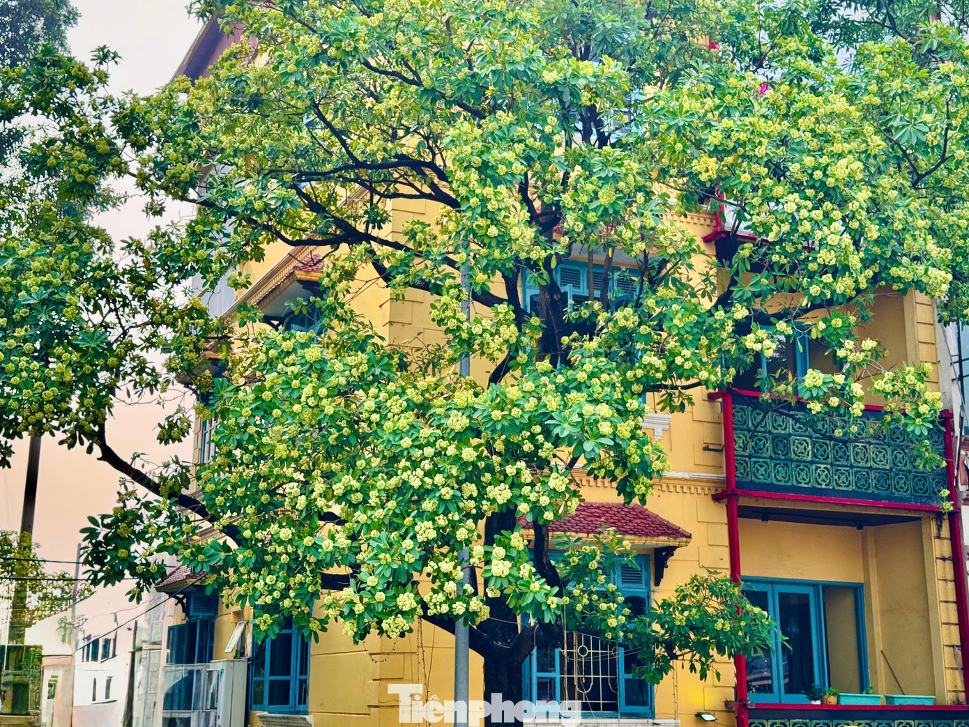 Hoa sữa đã đi vào thơ ca, nhạc họa như một người tình đầy hương sắc, trong cả những bản tình ca không tuổi của cố nhạc sĩ Trịnh Công Sơn: "Hà Nội mùa Thu, mùa Thu Hà Nội. Mùa hoa sữa về, thơm từng cơn gió. Mùa cốm xanh về thơm bàn tay nhỏ. Cốm sữa vỉa hè thơm bước chân qua...."