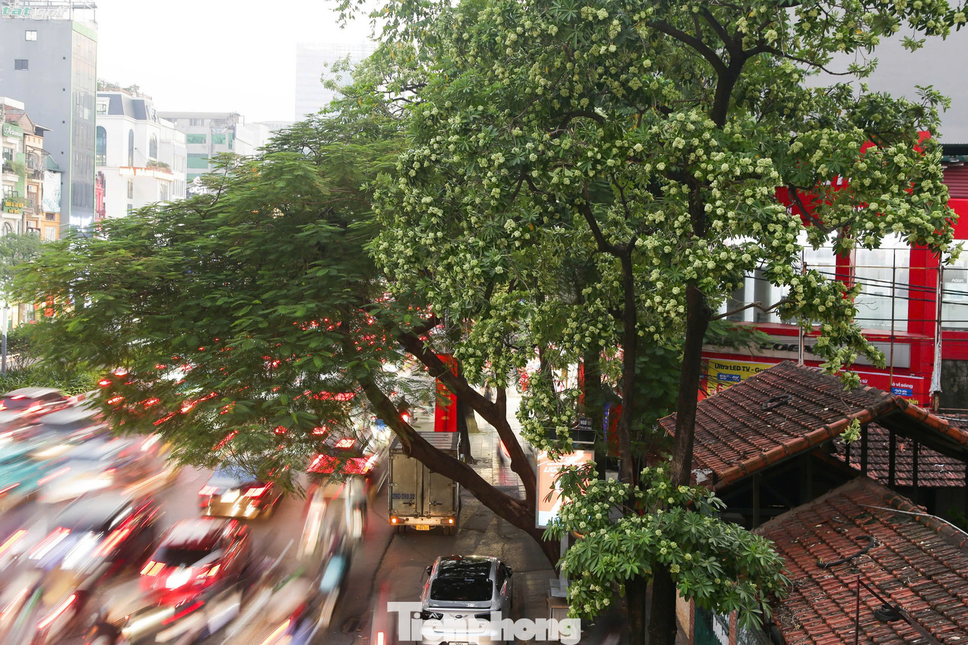 Hoa sữa Hà Nội là loài cây tương đối dễ trồng, dễ chăm sóc. Cây có tán lá dày và rộng, thường được trồng ở các tuyến phố, khu dân cư để lấy bóng mát. Có tới hơn 40 loài hoa sữa, đặc điểm chung là cây cao, vỏ cây dày, chảy nhựa như sữa nên gọi là hoa sữa.