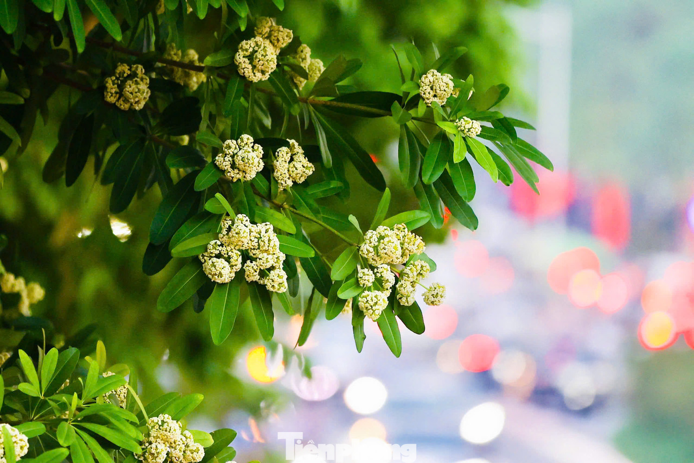 Tại Hà Nội rất nhiều tuyến phố được trồng loài hoa đặc trưng của sắc thu này, từ con phố Nguyễn Du đã đi vào thi ca tới rất nhiều tuyến đường khác. Trên phố Nguyễn Chí Thanh, dọc hai bên đường từ cầu vượt giao với đường Láng kéo dài đến ngã tư giao với phố Trần Duy Hưng, hoa sữa trồng khá nhiều.