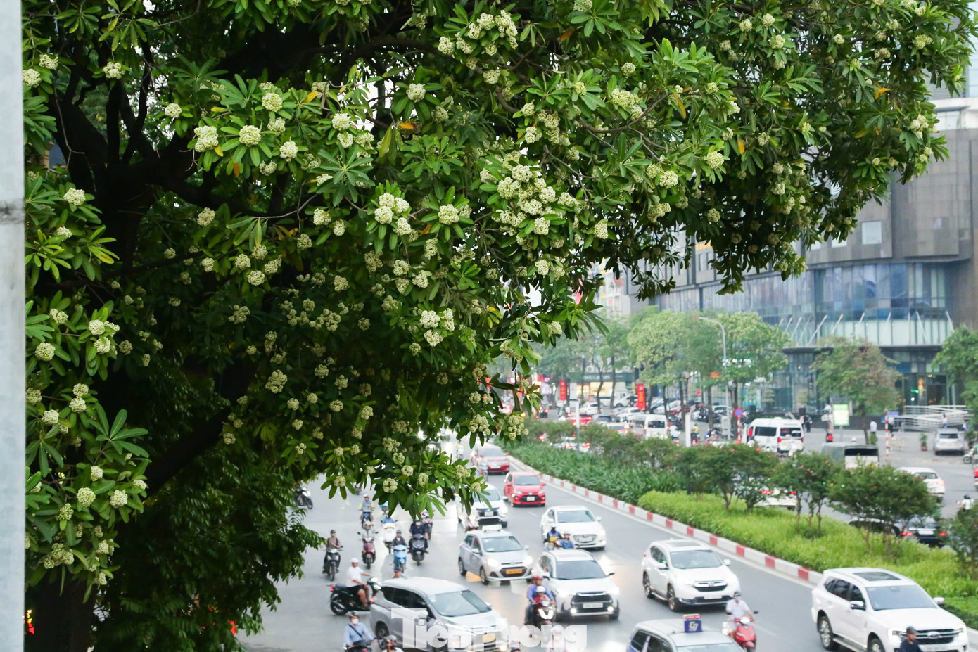 Hoa sữa Hà Nội có từ rất lâu đời, có từ khi người Pháp đưa cây các vùng nhiệt đới khác đến trồng tại Hà Nội. Tên khoa học là Alstonia scholaris - một loài thực vật nhiệt đới thường xanh thuộc chi Hoa sữa, họ La bố ma (Apocynaceae).