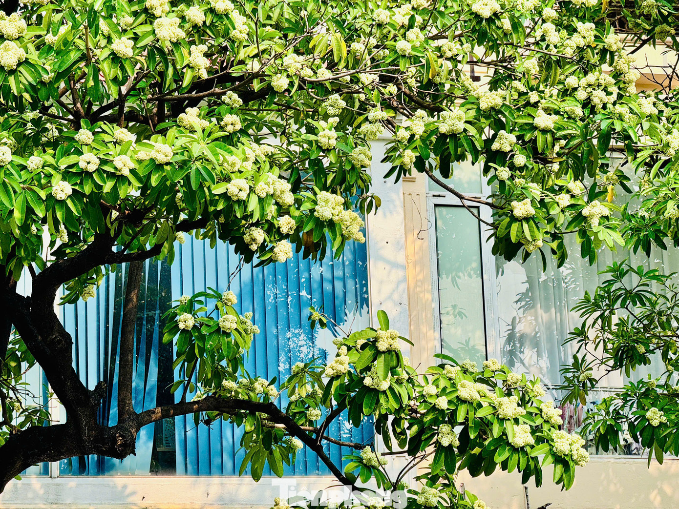 Hoa sữa đã đi vào thơ ca, nhạc họa như một người tình đầy hương sắc, trong cả những bản tình ca không tuổi của cố nhạc sĩ Trịnh Công Sơn: "Hà Nội mùa Thu, mùa Thu Hà Nội. Mùa hoa sữa về, thơm từng cơn gió. Mùa cốm xanh về thơm bàn tay nhỏ. Cốm sữa vỉa hè thơm bước chân qua...."