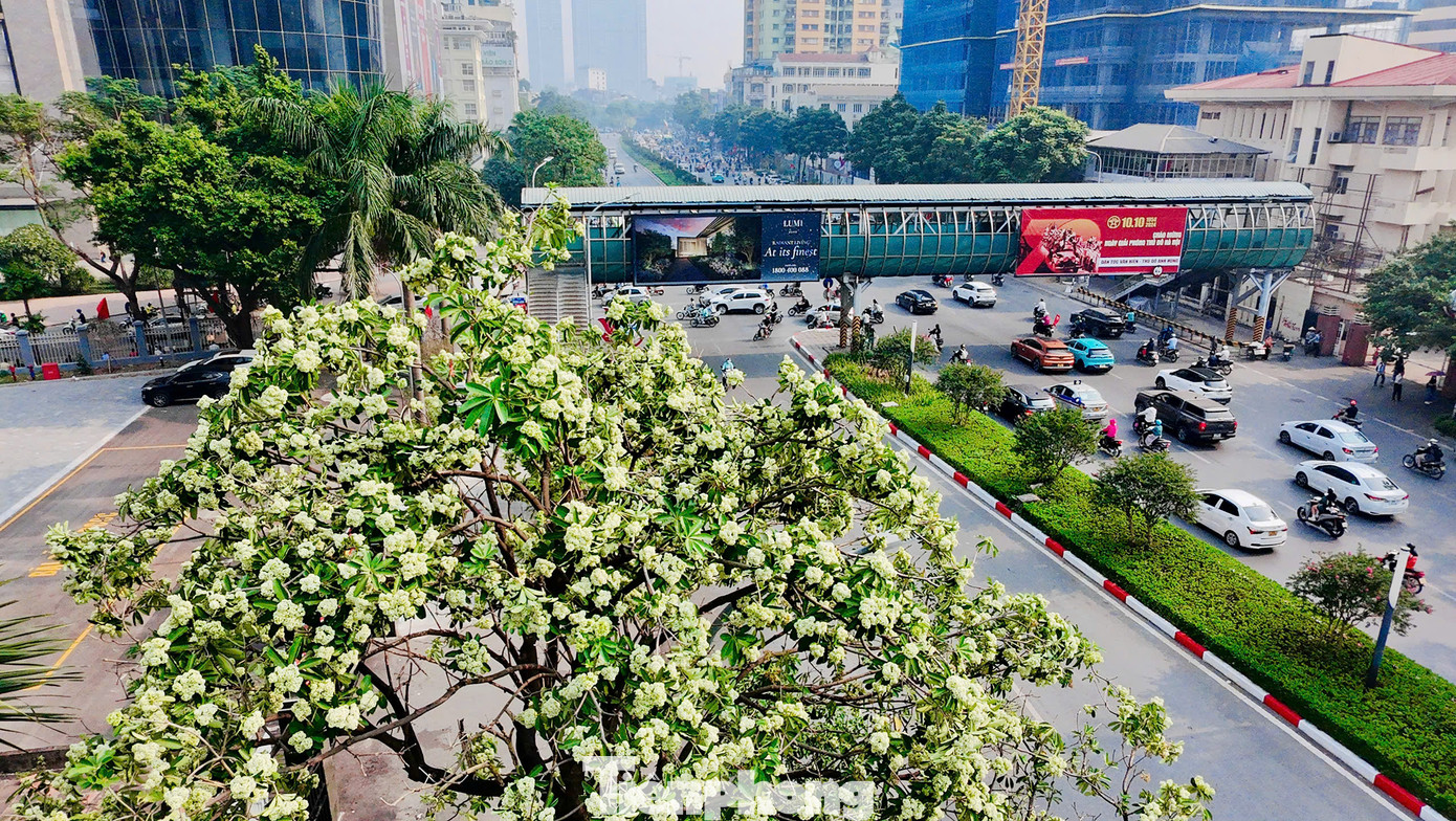 Thời điểm đầu mùa Thu, hoa sữa bung nở, hương thơm nồng nàn đã trở thành một nét đặc trưng vốn có của Hà Nội.