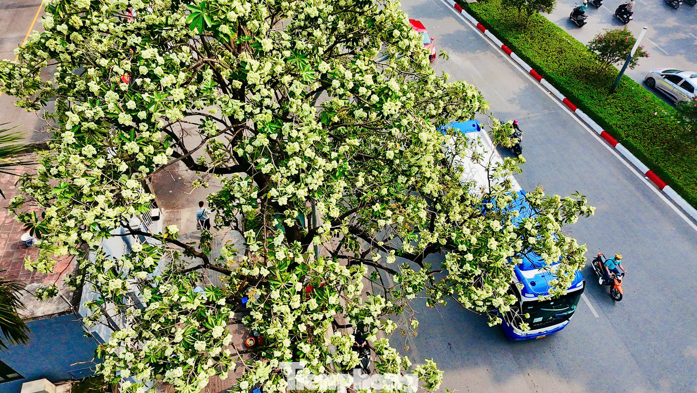 Tại Hà Nội rất nhiều tuyến phố được trồng loài hoa đặc trưng của sắc thu này, từ con phố Nguyễn Du đã đi vào thi ca tới rất nhiều tuyến đường khác. Trên phố Nguyễn Chí Thanh, dọc hai bên đường từ cầu vượt giao với đường Láng kéo dài đến ngã tư giao với phố Trần Duy Hưng, hoa sữa trồng khá nhiều.