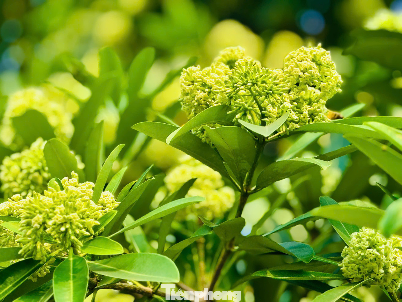 Thu Hà Nội cũng thật tình qua từng chùm hoa sữa ngọt ngào nỗi nhớ.