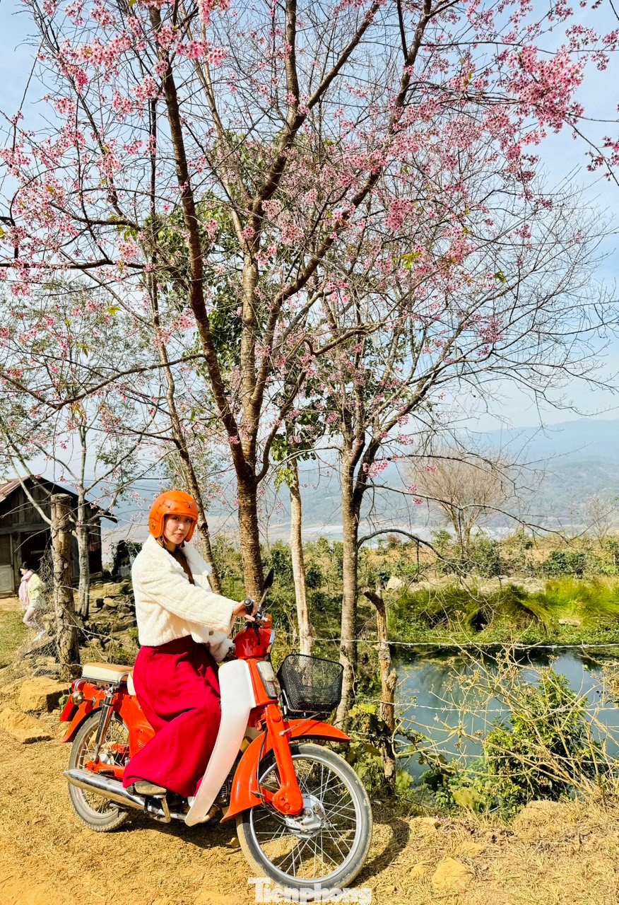 Để đến được các cụm mai anh đào ở Mộng Đào Nguyên, du khách phải đi bằng xe máy hoặc ôtô địa hình, vượt nhiều con dốc cao, sỏi đá gập ghềnh.