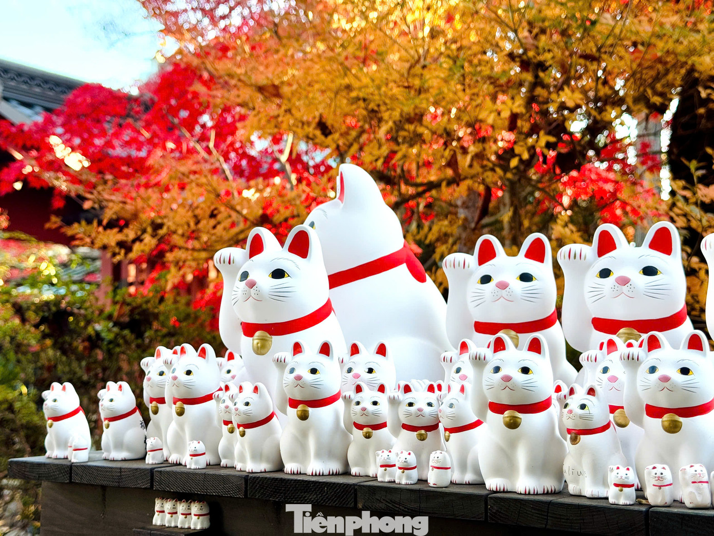 Maneki-neko là chú mèo thần tài nổi tiếng của Nhật Bản. Nó được xem là biểu tượng của xứ sở Phù Tang và là con vật mang lại nhiều may mắn cho người dân nơi đây. Do vậy, nhiều người luôn coi mèo Maneki-neko là lá bùa may mắn đem lại nhiều tài lộc.