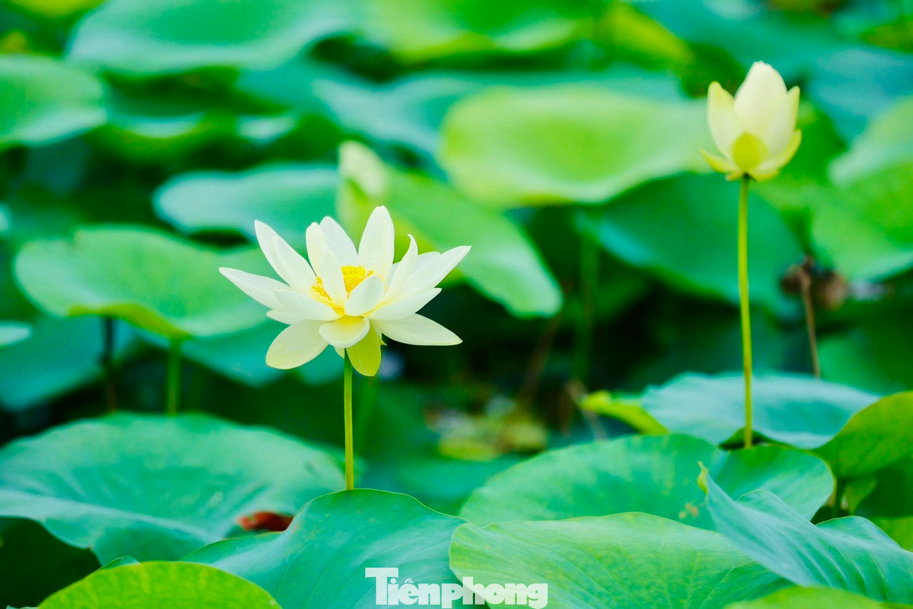 Những bông sen trắng nở rộ dịu dàng đón chào đầu hạ. Đầm sen trắng bắt đầu nở rộ vào tháng 5 và sẽ kéo dài đến tháng 8. Những bông sen trắng nở rộ dịu dàng đón chào đầu hạ. Đầm sen trắng bắt đầu nở rộ vào tháng 5 và sẽ kéo dài đến tháng 8.