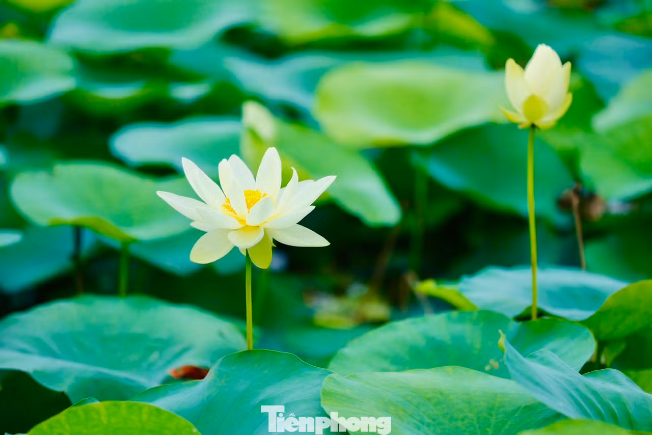 Những bông sen trắng nở rộ dịu dàng đón chào đầu hạ. Đầm sen trắng bắt đầu nở rộ vào tháng 5 và sẽ kéo dài đến tháng 8.
