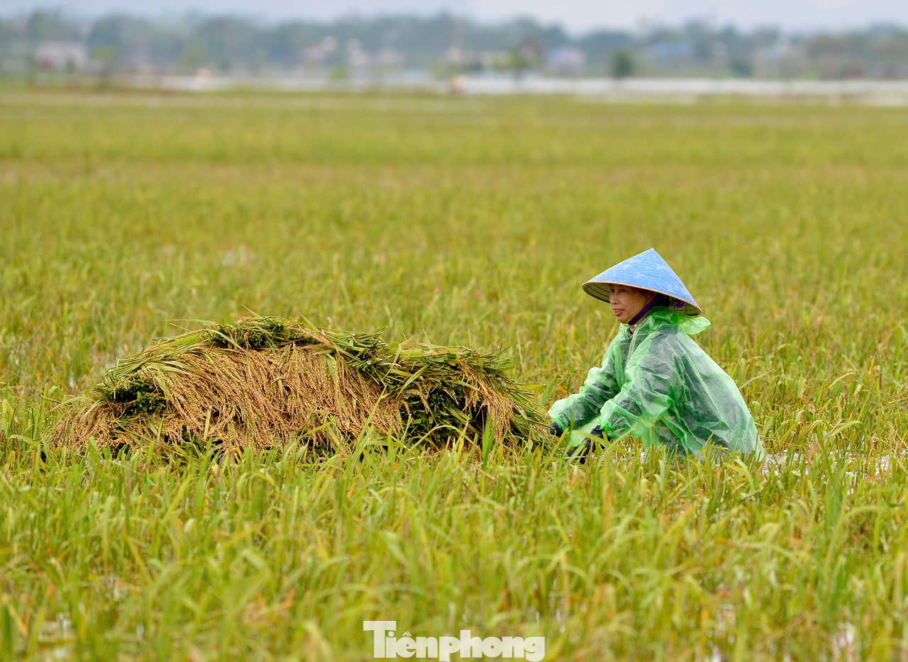 Tranh thủ ngày hôm nay ngớt mưa, người dân lại hối hả ra đồng gặt và chuyển chỗ lúa non vừa vớt được lên bờ. Ngâm lũ hơn chục ngày, lại gặt non nên lúa chỉ có thể làm thức ăn cho vật nuôi.