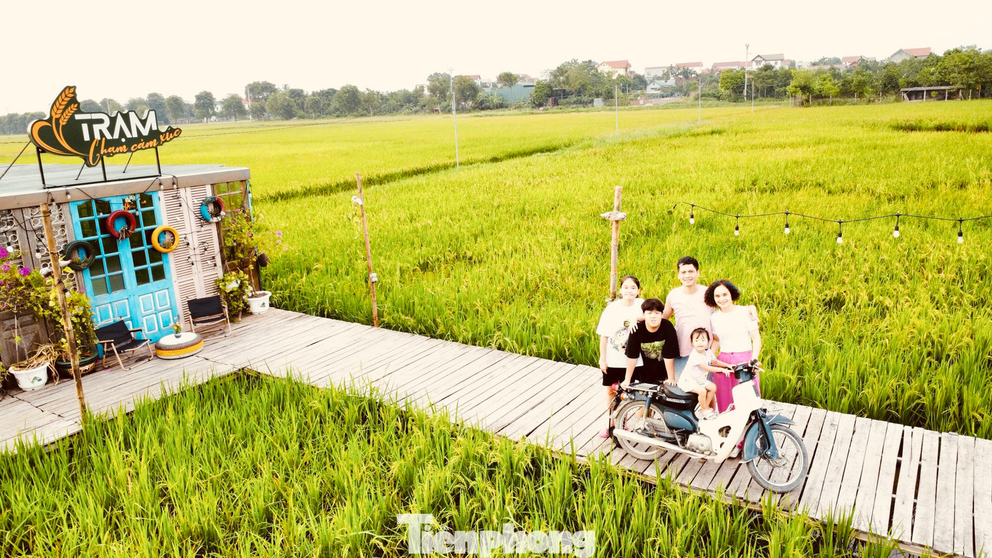 Đầu tháng 6 là lúc cả cánh đồng lúa chuyển dần từ xanh sang vàng và bắt đầu bước vào mùa gặt. Ngoài uống cà phê, thưởng thức các bữa ăn hương đồng gió nội, du khách còn được trải nghiệm gặt lúa cùng bà con, hít hà hương lúa thơm nồng.