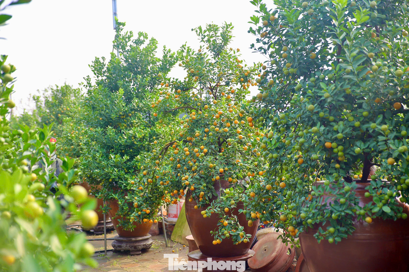 Những vườn quất bắt đầu ngả vàng đã được chuyển vào bình và tạo thế, sẵn sàng cung ứng ra ngoài thị trường để phục vụ Tết Nguyên đán 2025.